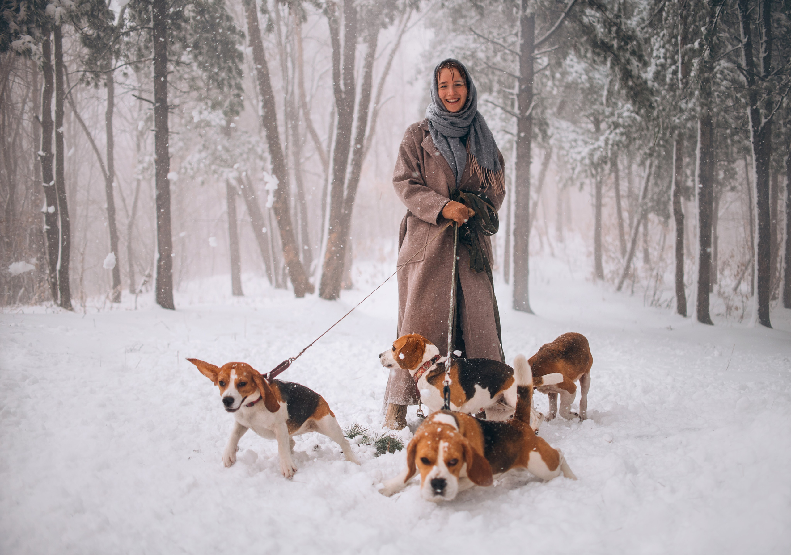 Прогулка с собаками: бигли и Лена. Портфолио