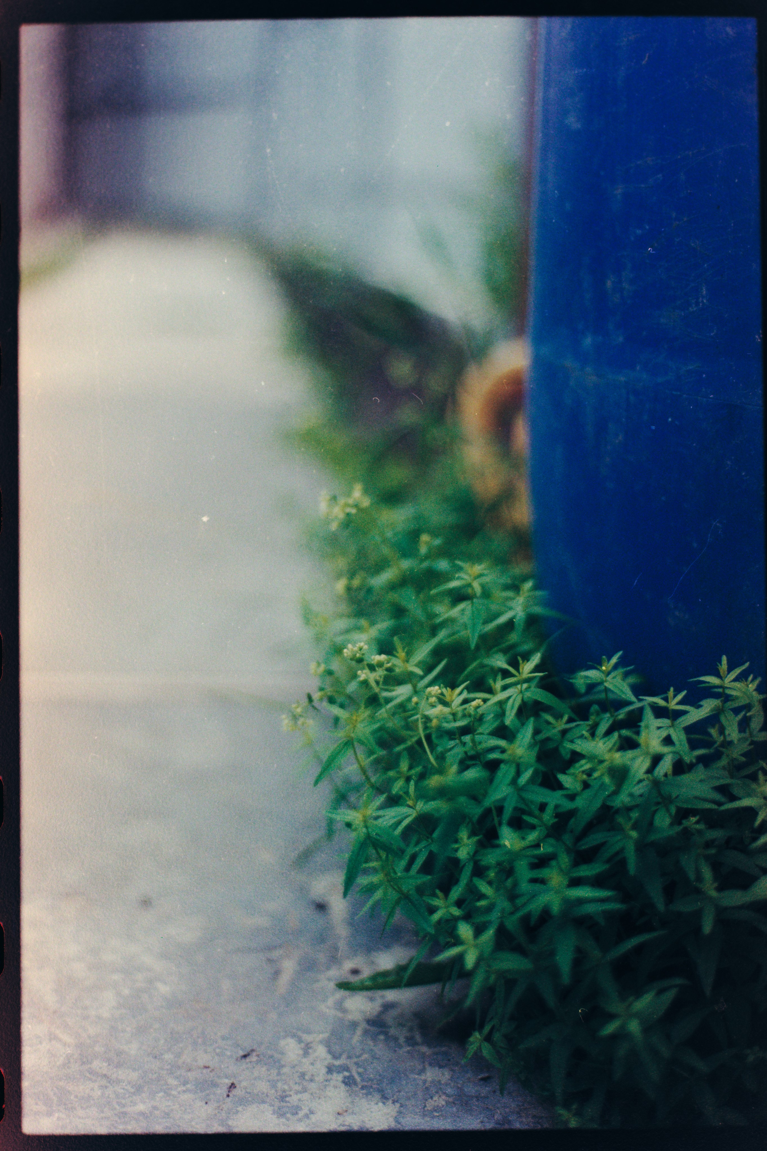 Пленочная история. Дмитрий Пропадалин, Нейрофотография