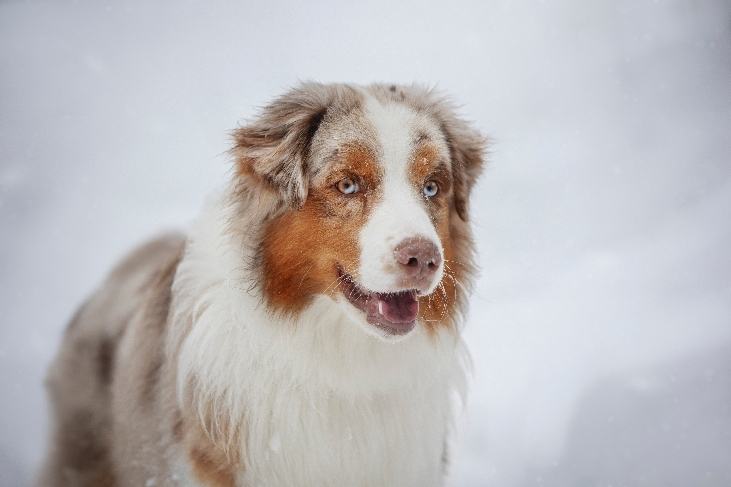 Дария, Макс, Сезам и Чили. Фотограф анималист в Москве Майорова Евгения