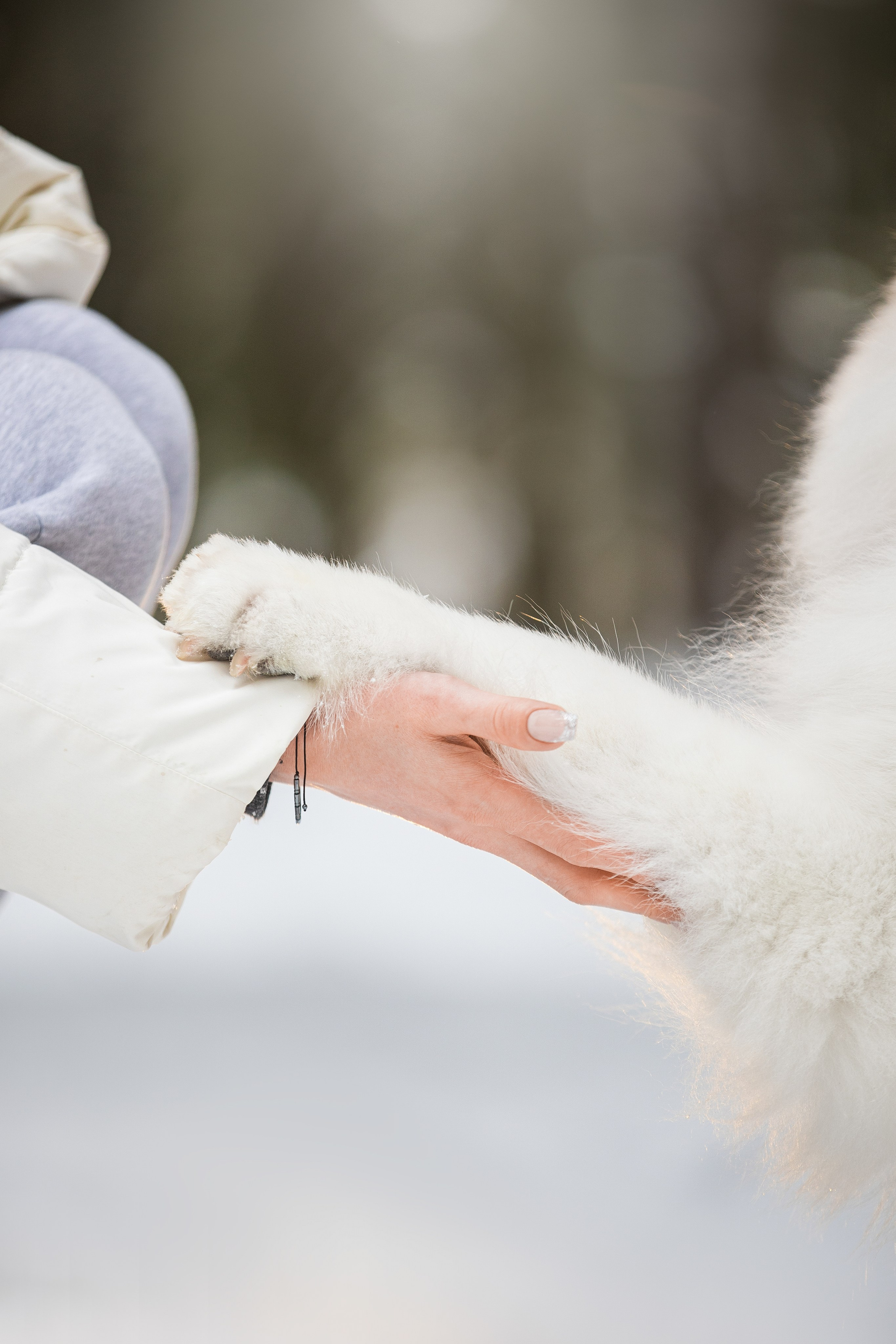 Валя, Варя и Лада. Фотограф анималист в Москве Майорова Евгения