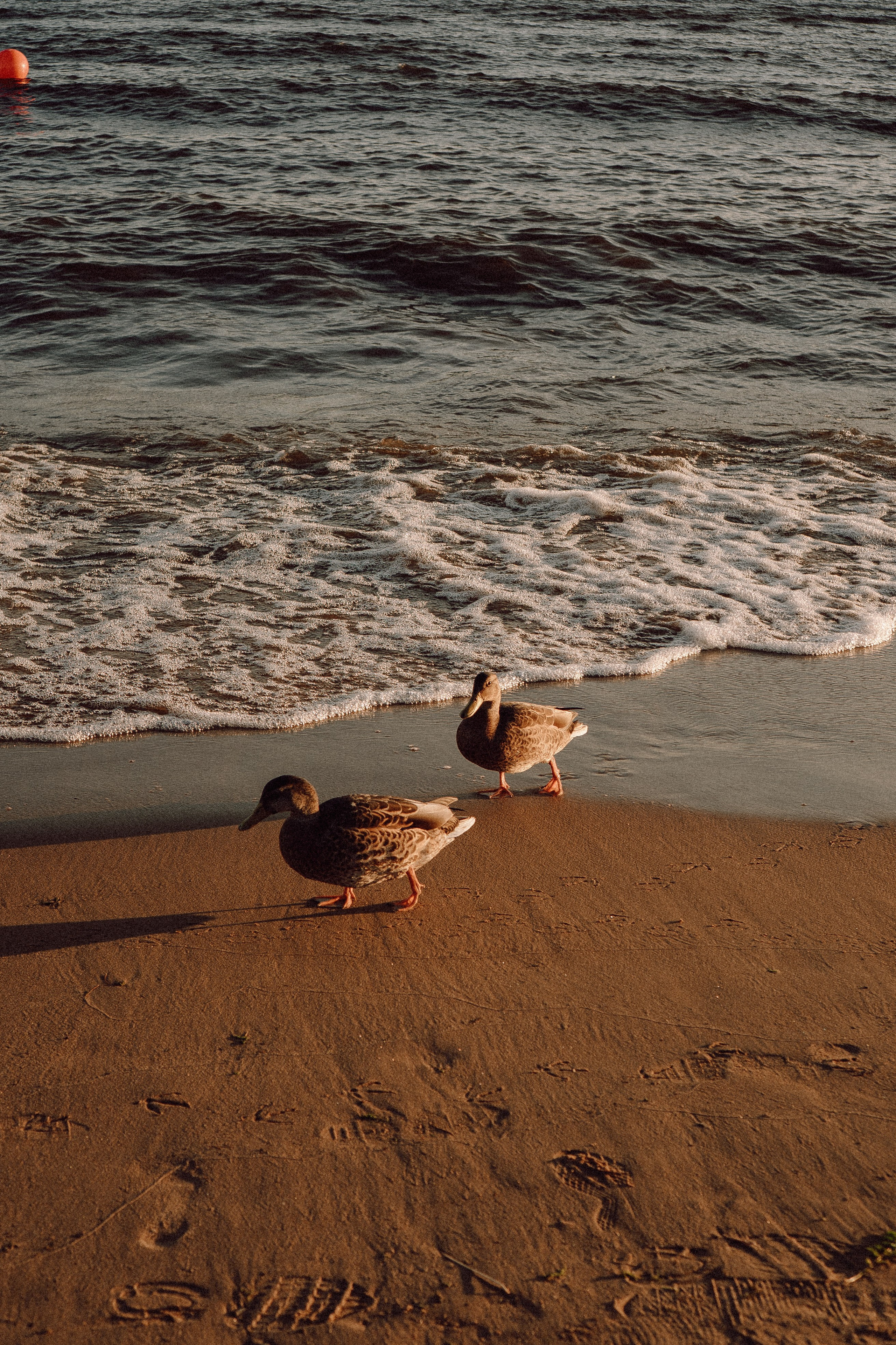 РОМАНТИКА ФИНСКОГО ЗАЛИВА. Профессиональный фотограф, Санкт-Петербург — Виктория Богомолова