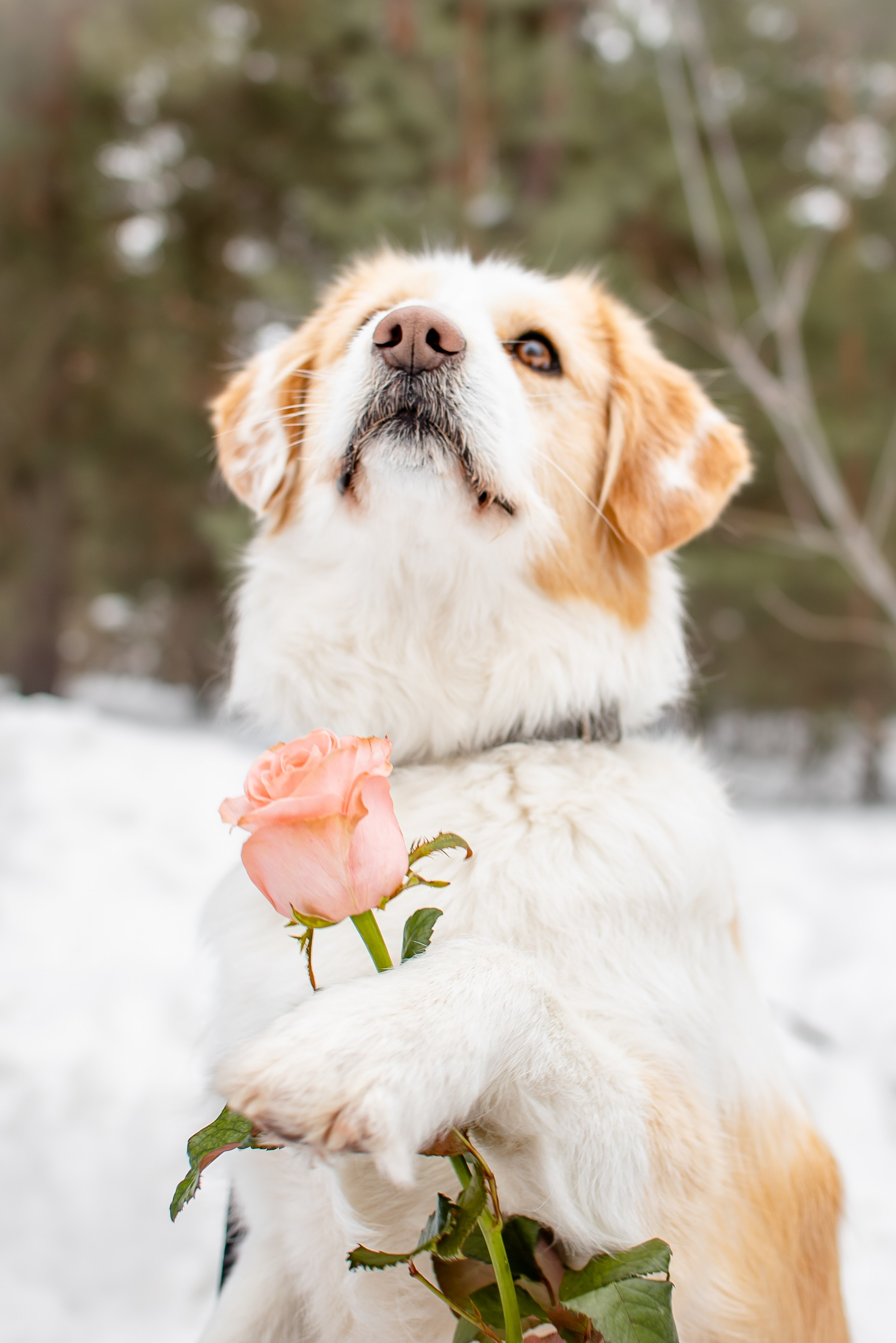 Прогулочная фотосессия с собакой. Фотограф Макс Огурцов в Нижнем Новгороде