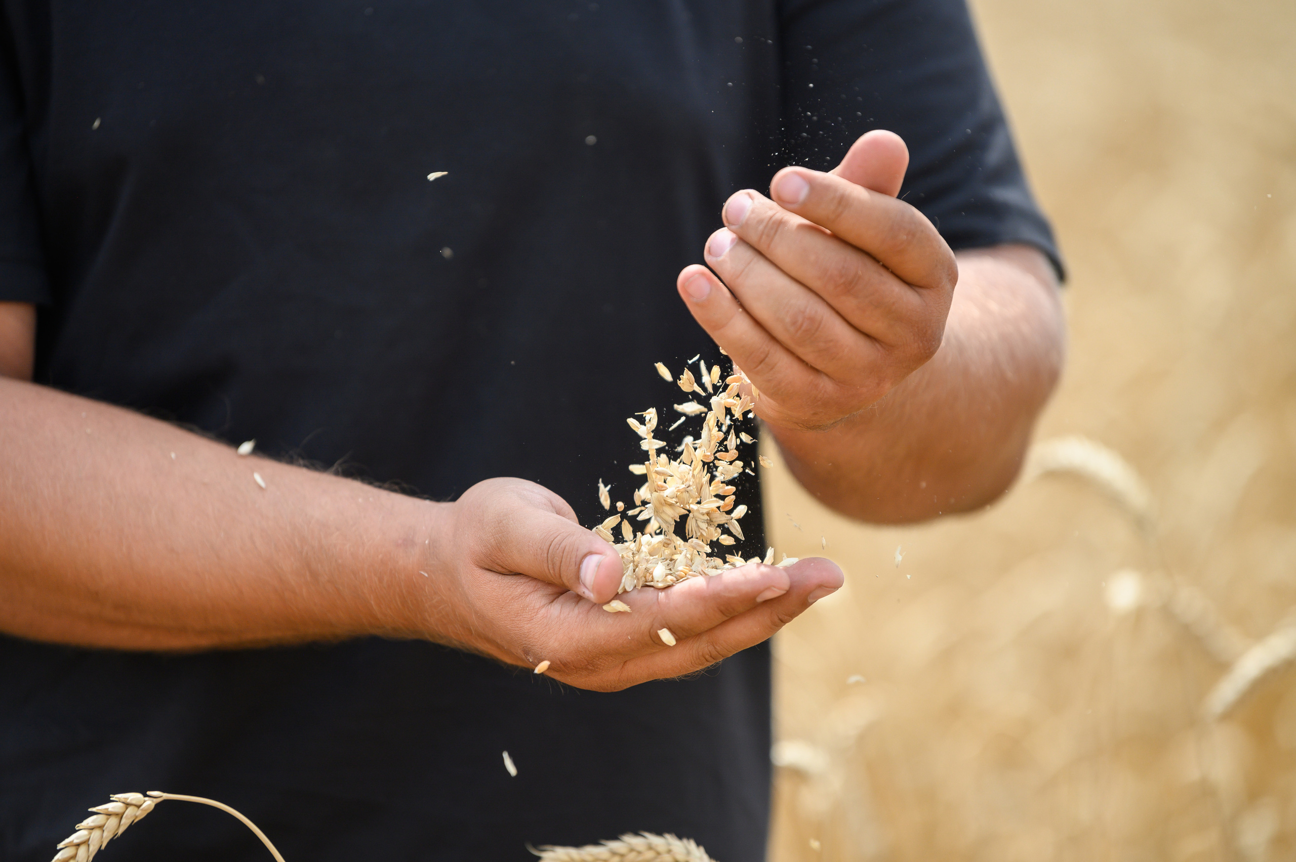 фотосъемка для агропредприятий, фотосъемка сельхозпродукции, фотосъемка для агробизнеса, фотосъемка для сельхозпроизводителей, агрофото, фотосъемка для сельхозкомпаний, фотосъемка сельхозтехники, фотосъемка урожая, агрофотосъемка