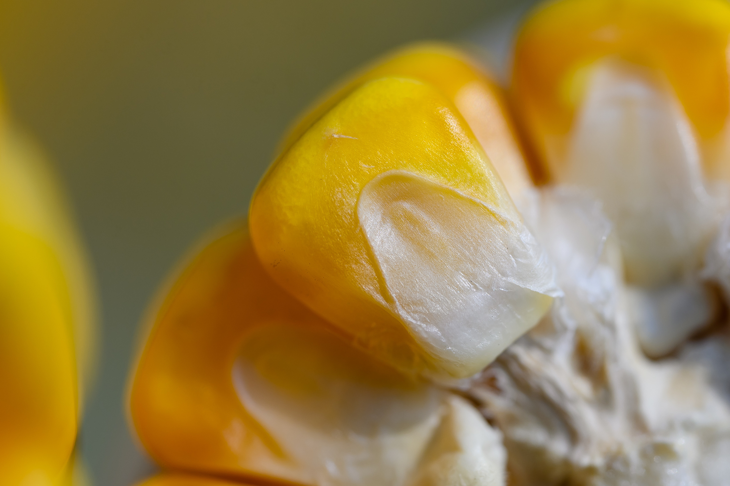 фотосъемка для агропредприятий, фотосъемка сельхозпродукции, фотосъемка для агробизнеса, фотосъемка для сельхозпроизводителей, агрофото, фотосъемка для сельхозкомпаний, фотосъемка сельхозтехники, фотосъемка урожая, агрофотосъемка