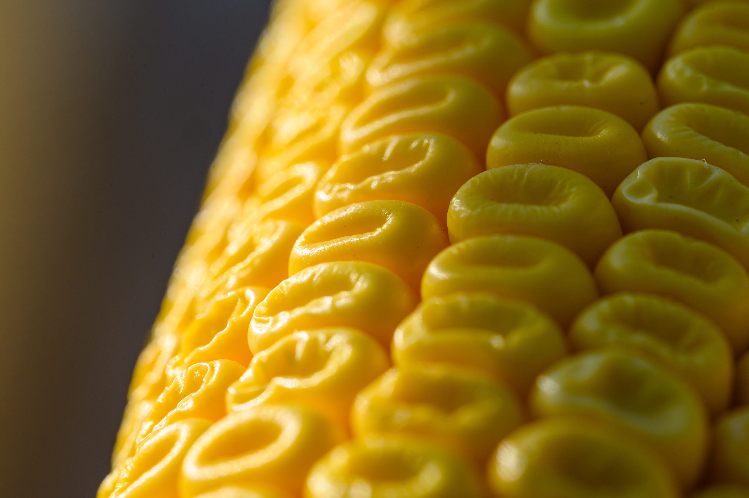 фотосъемка для агропредприятий, фотосъемка сельхозпродукции, фотосъемка для агробизнеса, фотосъемка для сельхозпроизводителей, агрофото, фотосъемка для сельхозкомпаний, фотосъемка сельхозтехники, фотосъемка урожая, агрофотосъемка