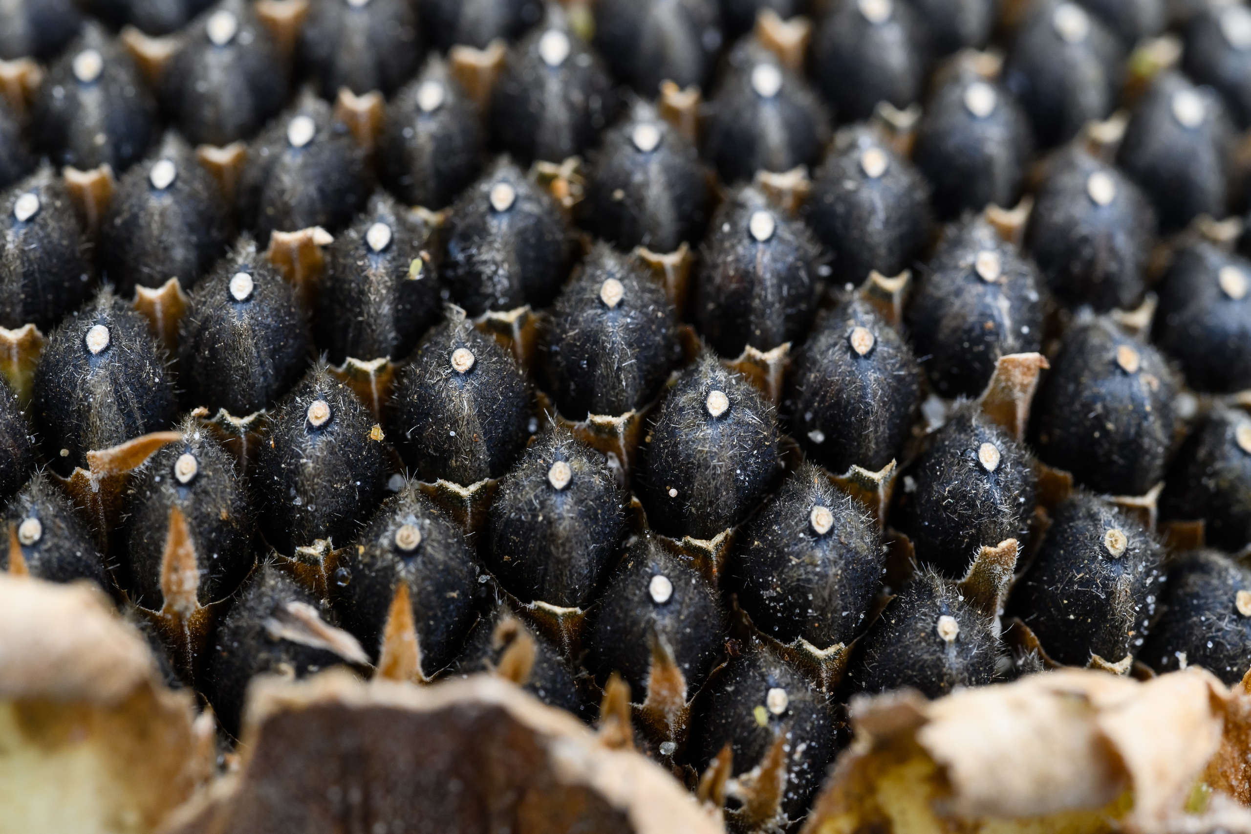 фотосъемка для агропредприятий, фотосъемка сельхозпродукции, фотосъемка для агробизнеса, фотосъемка для сельхозпроизводителей, агрофото, фотосъемка для сельхозкомпаний, фотосъемка сельхозтехники, фотосъемка урожая, агрофотосъемка