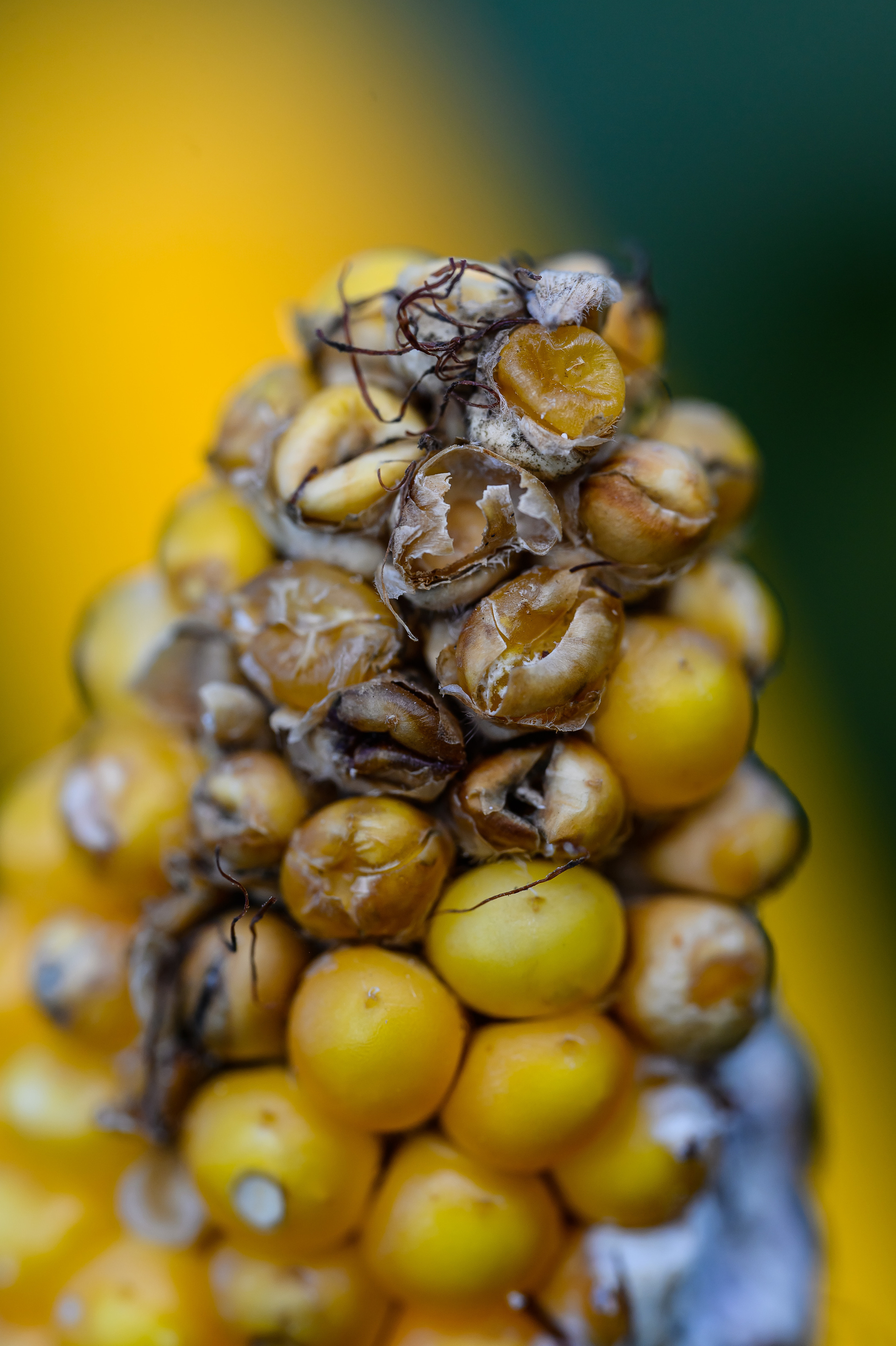 фотосъемка для агропредприятий, фотосъемка сельхозпродукции, фотосъемка для агробизнеса, фотосъемка для сельхозпроизводителей, агрофото, фотосъемка для сельхозкомпаний, фотосъемка сельхозтехники, фотосъемка урожая, агрофотосъемка