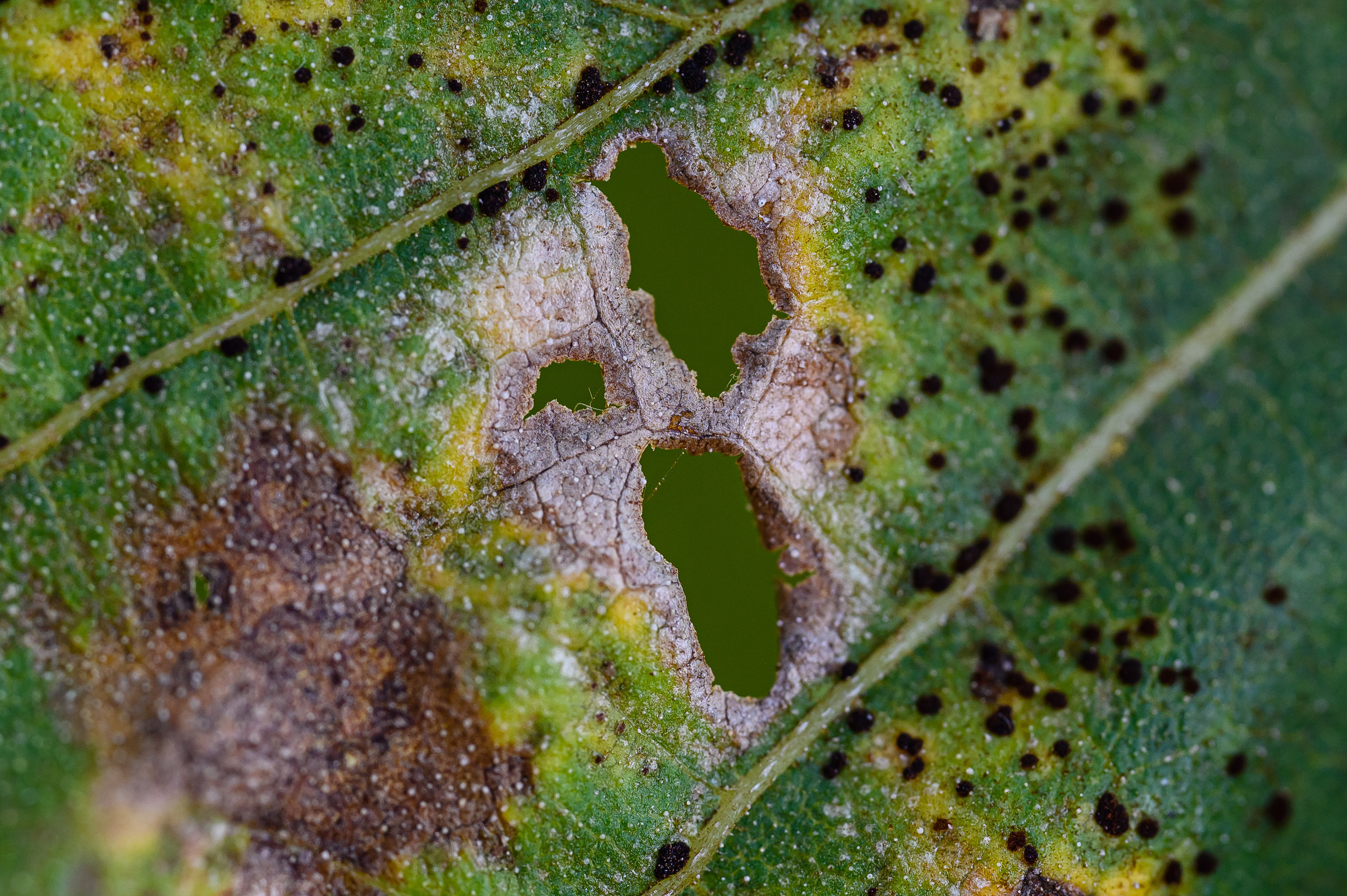 фотосъемка для агропредприятий, фотосъемка сельхозпродукции, фотосъемка для агробизнеса, фотосъемка для сельхозпроизводителей, агрофото, фотосъемка для сельхозкомпаний, фотосъемка сельхозтехники, фотосъемка урожая, агрофотосъемка