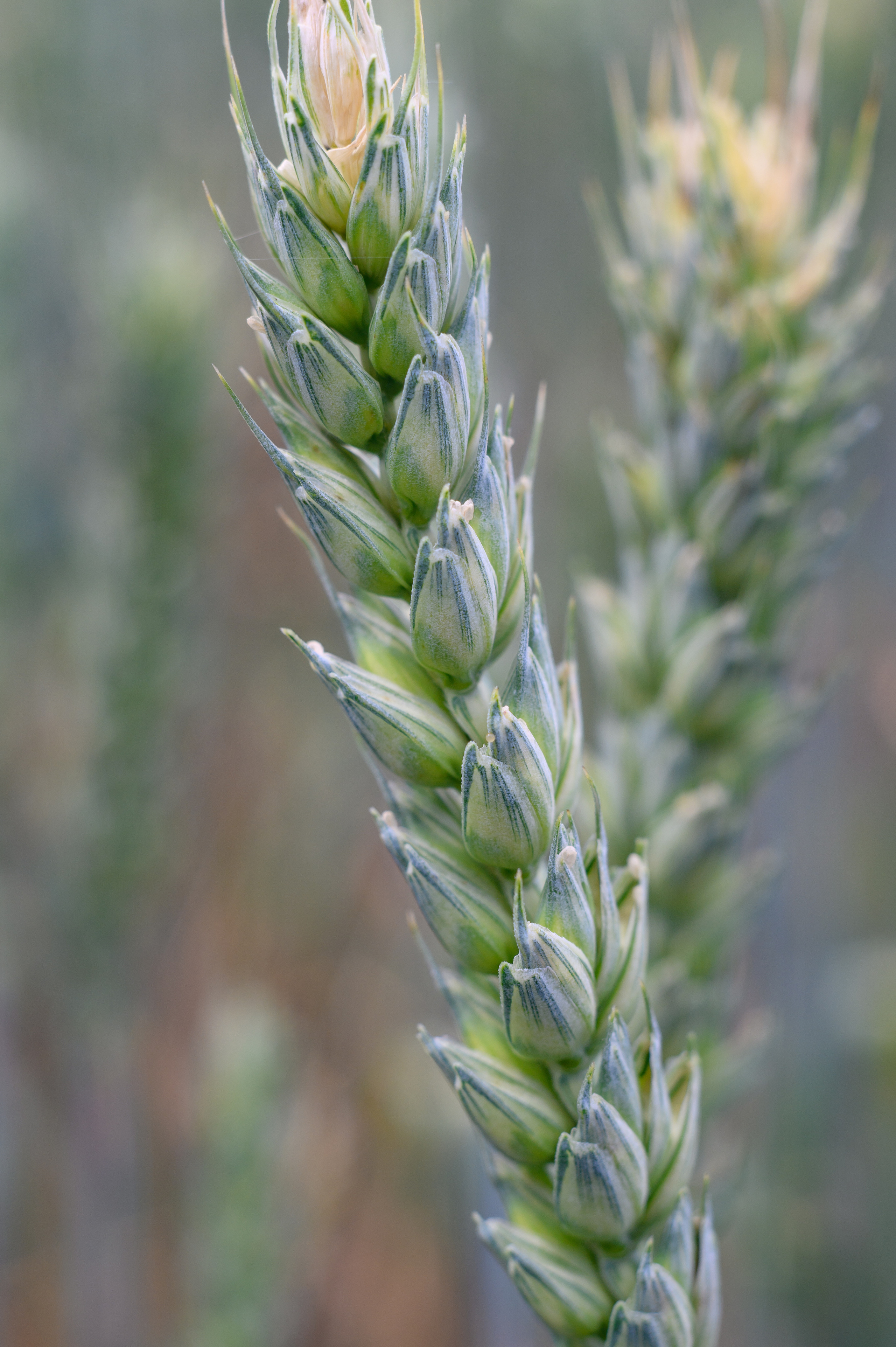 фотосъемка для агропредприятий, фотосъемка сельхозпродукции, фотосъемка для агробизнеса, фотосъемка для сельхозпроизводителей, агрофото, фотосъемка для сельхозкомпаний, фотосъемка сельхозтехники, фотосъемка урожая, агрофотосъемка
