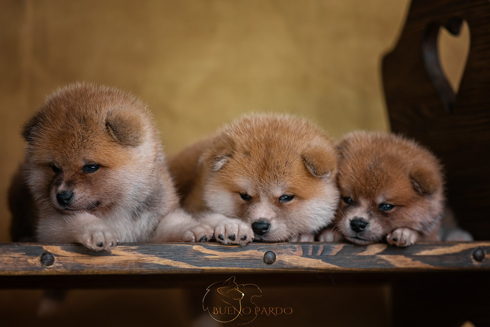 АКИТА. Kawaii Kuma питомник собак пород Корги пемброк, Акита ину, Сиба