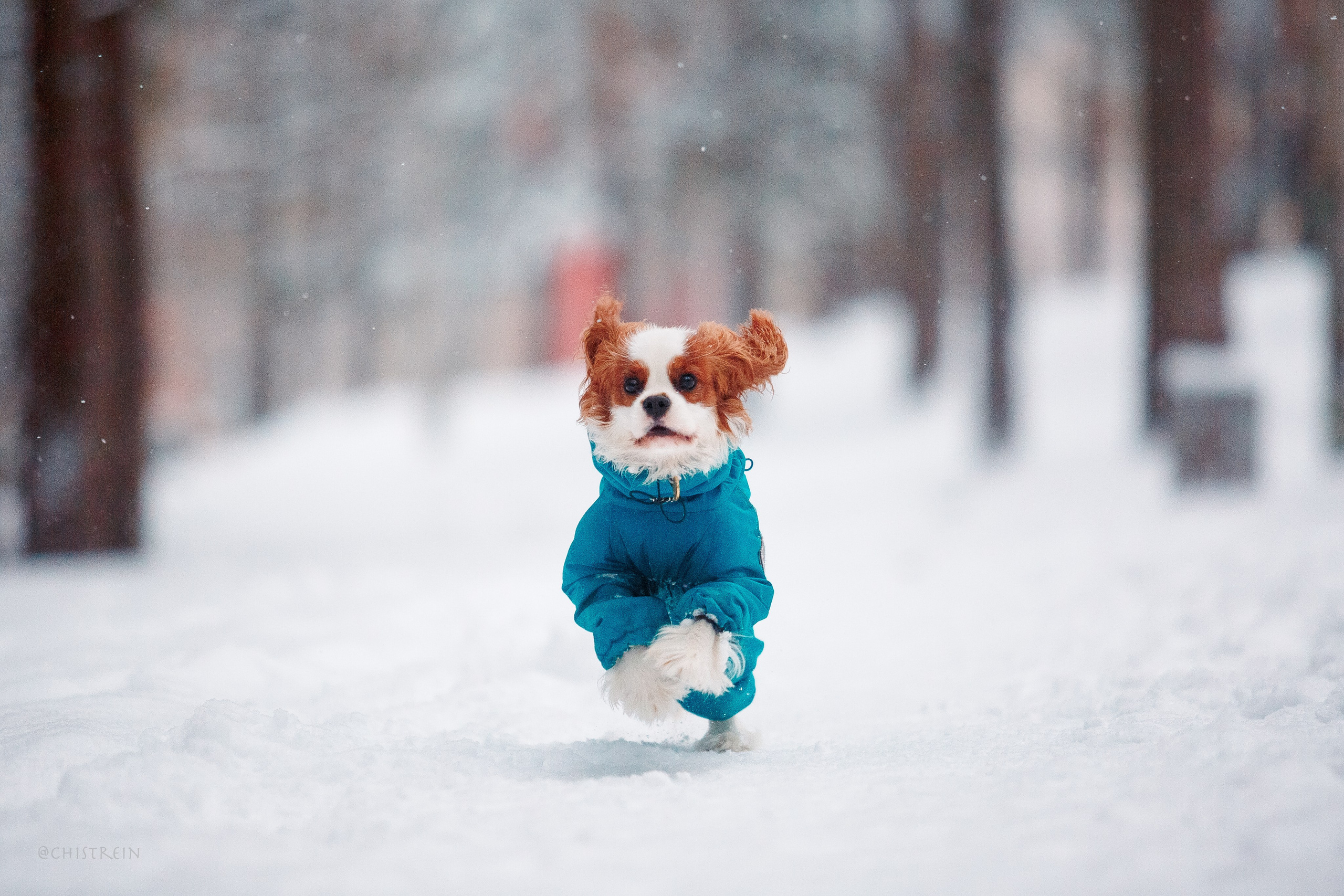 Внезапно апрельская зима. Фотограф-анималист Наталия Чистюхина в г. Сосновый Бор и ЛО