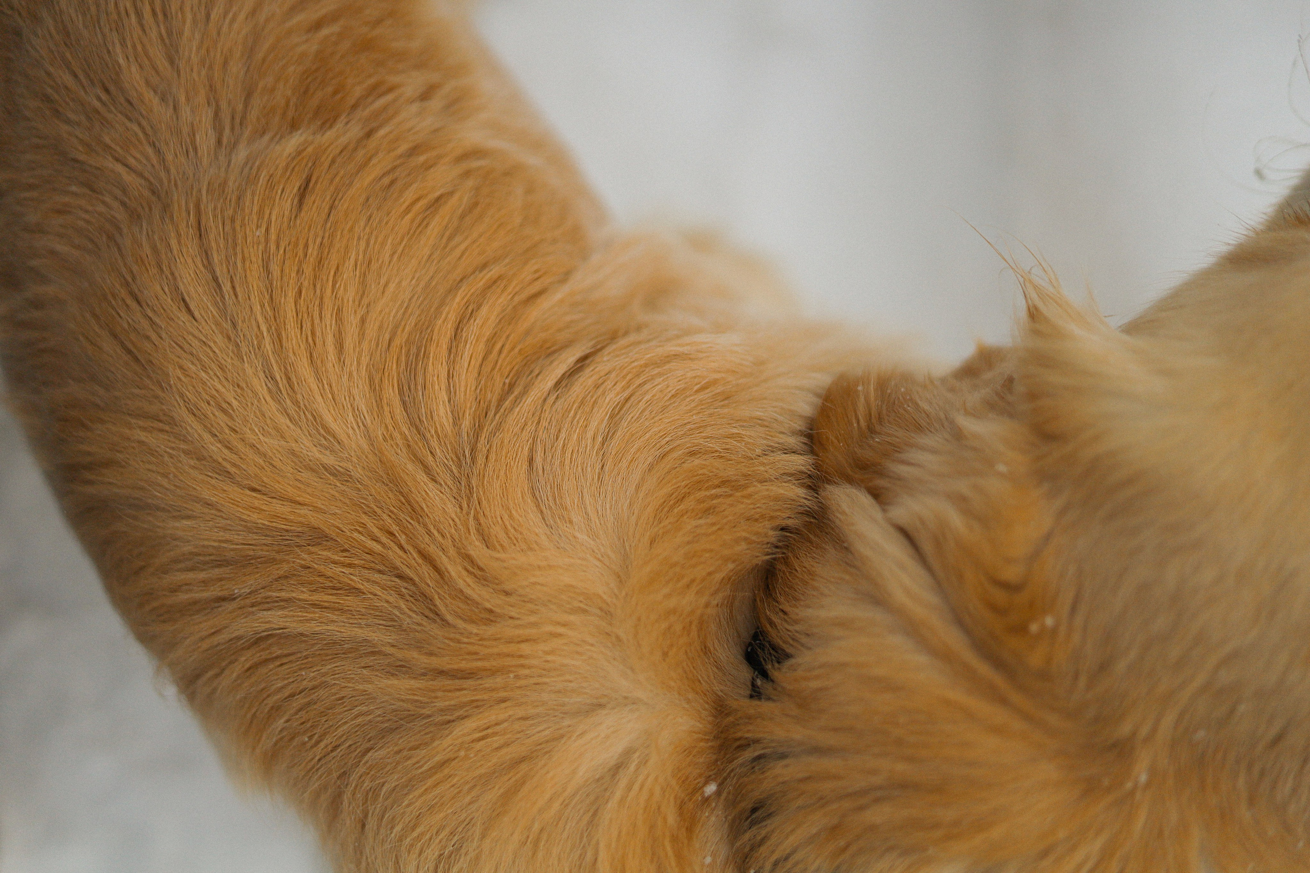 Стивен, Лена и Миша. Фотограф-анималист Ксения Шевцова|Москва