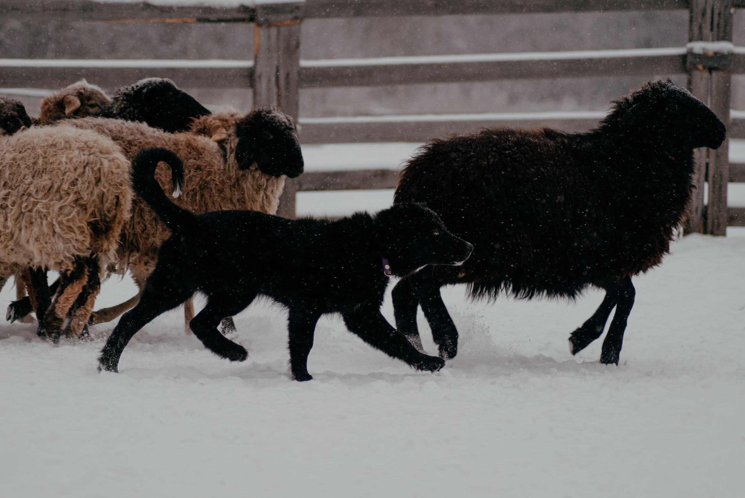 Пастьба. Фотограф в Тюмени Лизавета Сапицкая