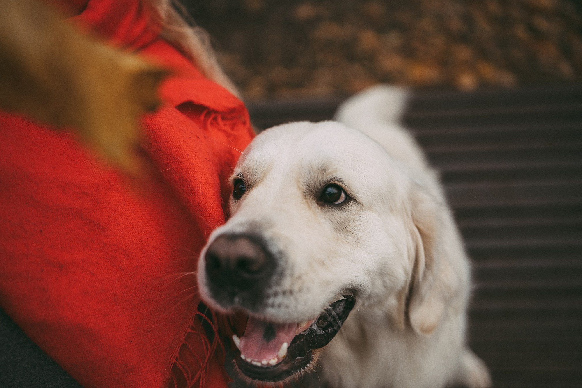 Лена и Мерлин. Фотограф анималист в Москве и Санкт-Петербурге Свиридова Анна
