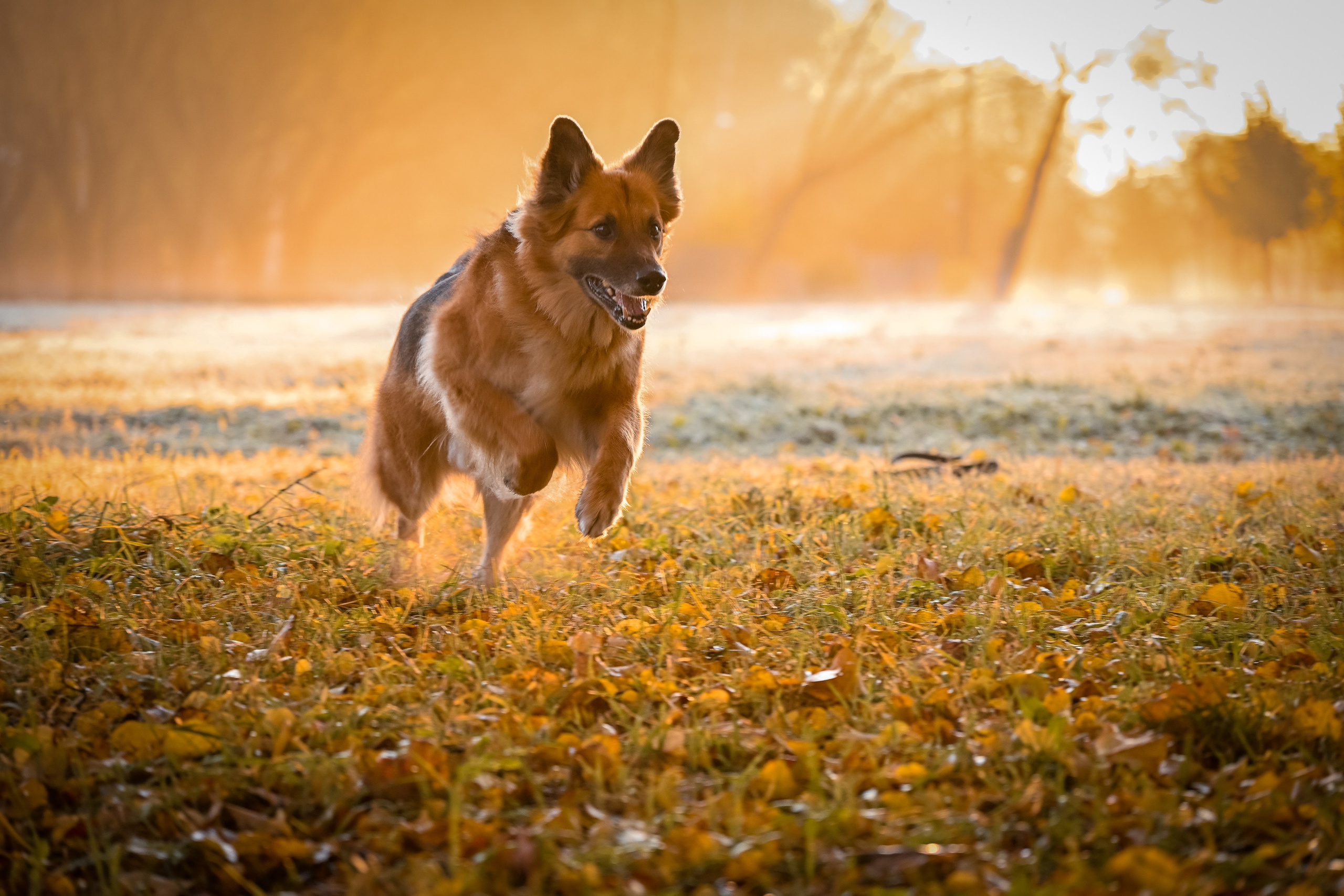Собаки. Фотограф-анималист в Санкт-Петербурге Анастасия Иванова