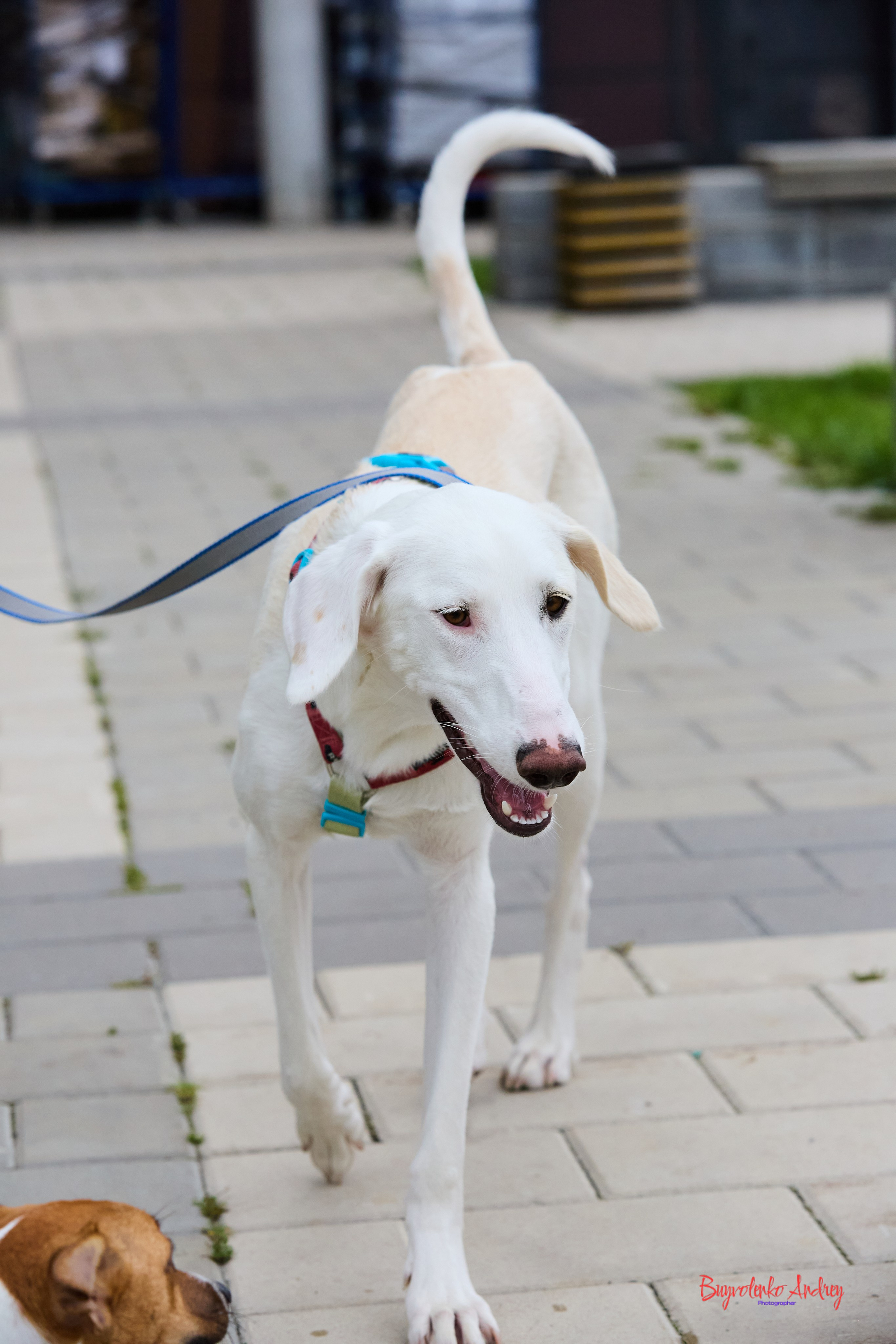 Проект фотопрогулка с хвостиком. Buyvolenko Andrey