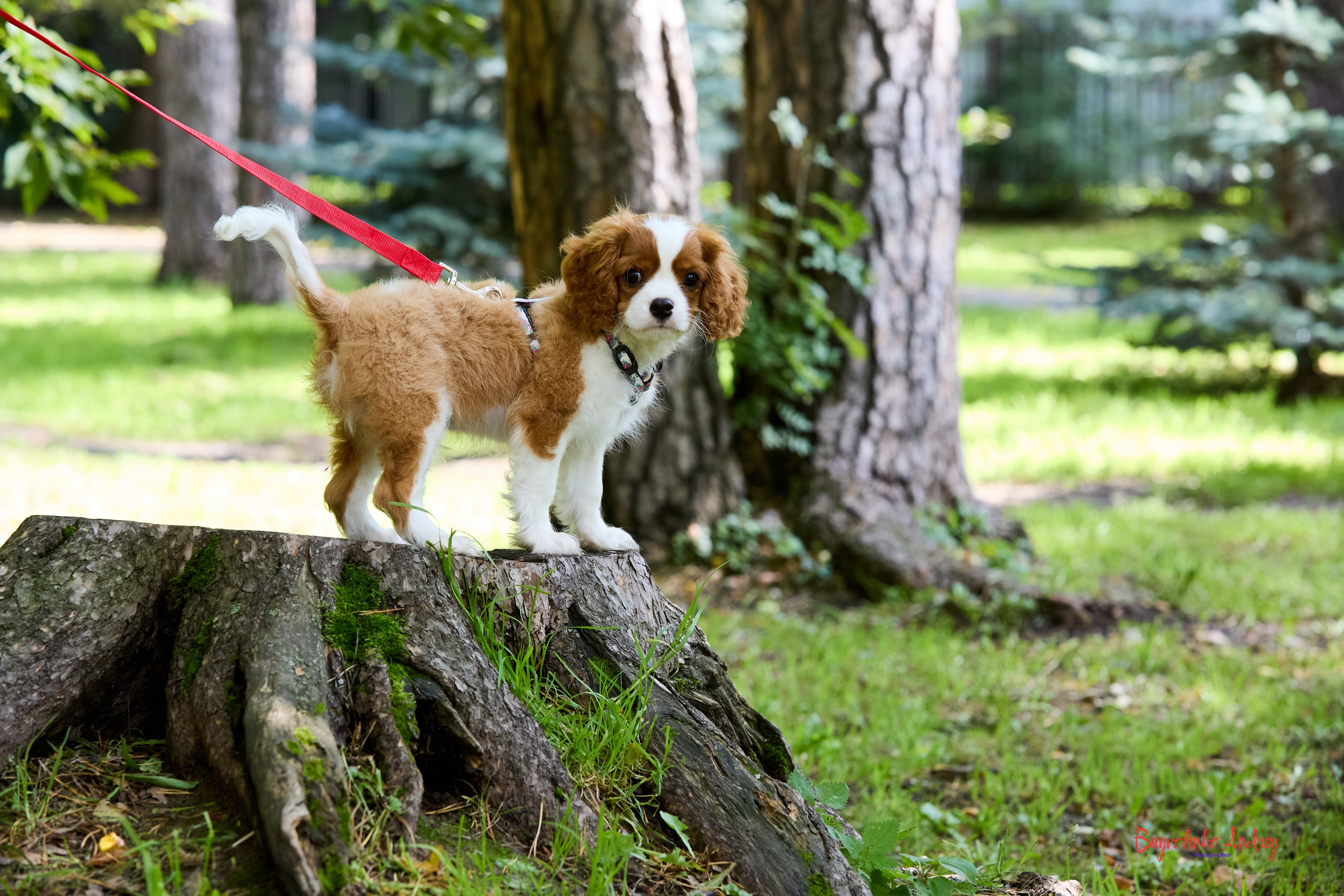 Фотопрогулка с кавалерами. Buyvolenko Andrey