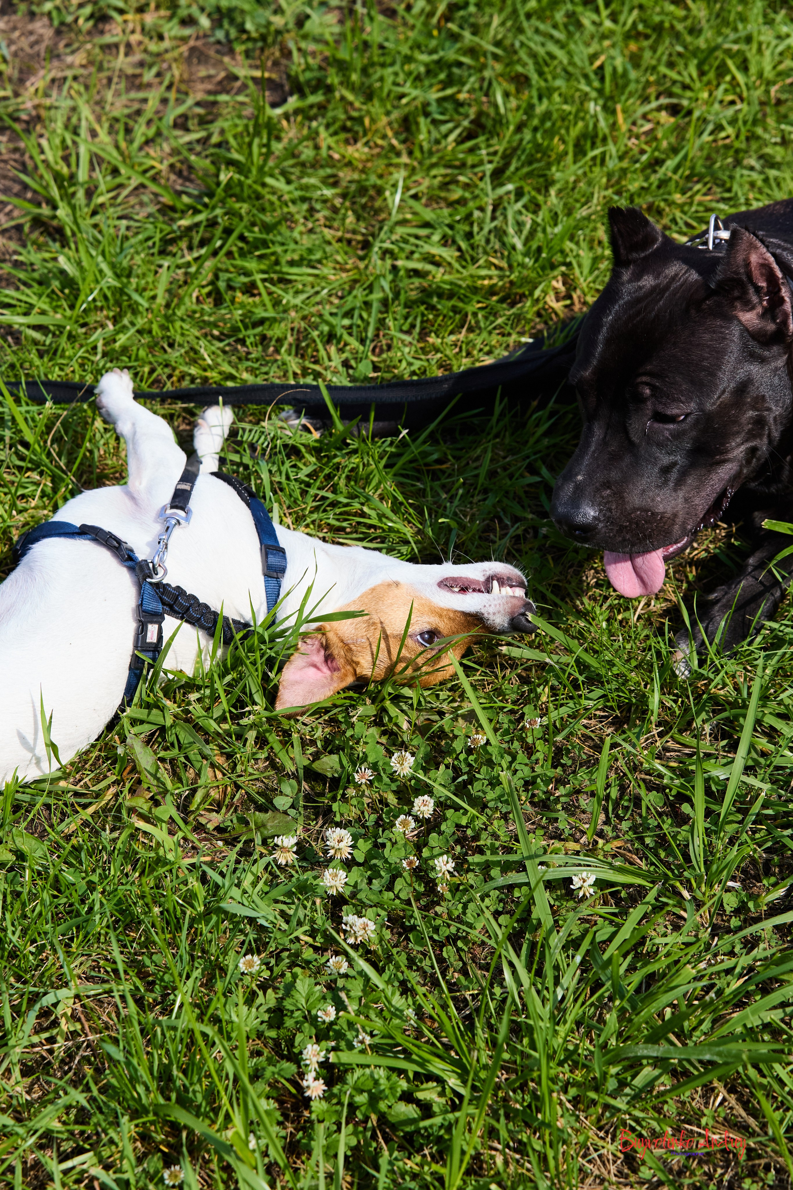 Проект фотопрогулка с хвостиком. Buyvolenko Andrey