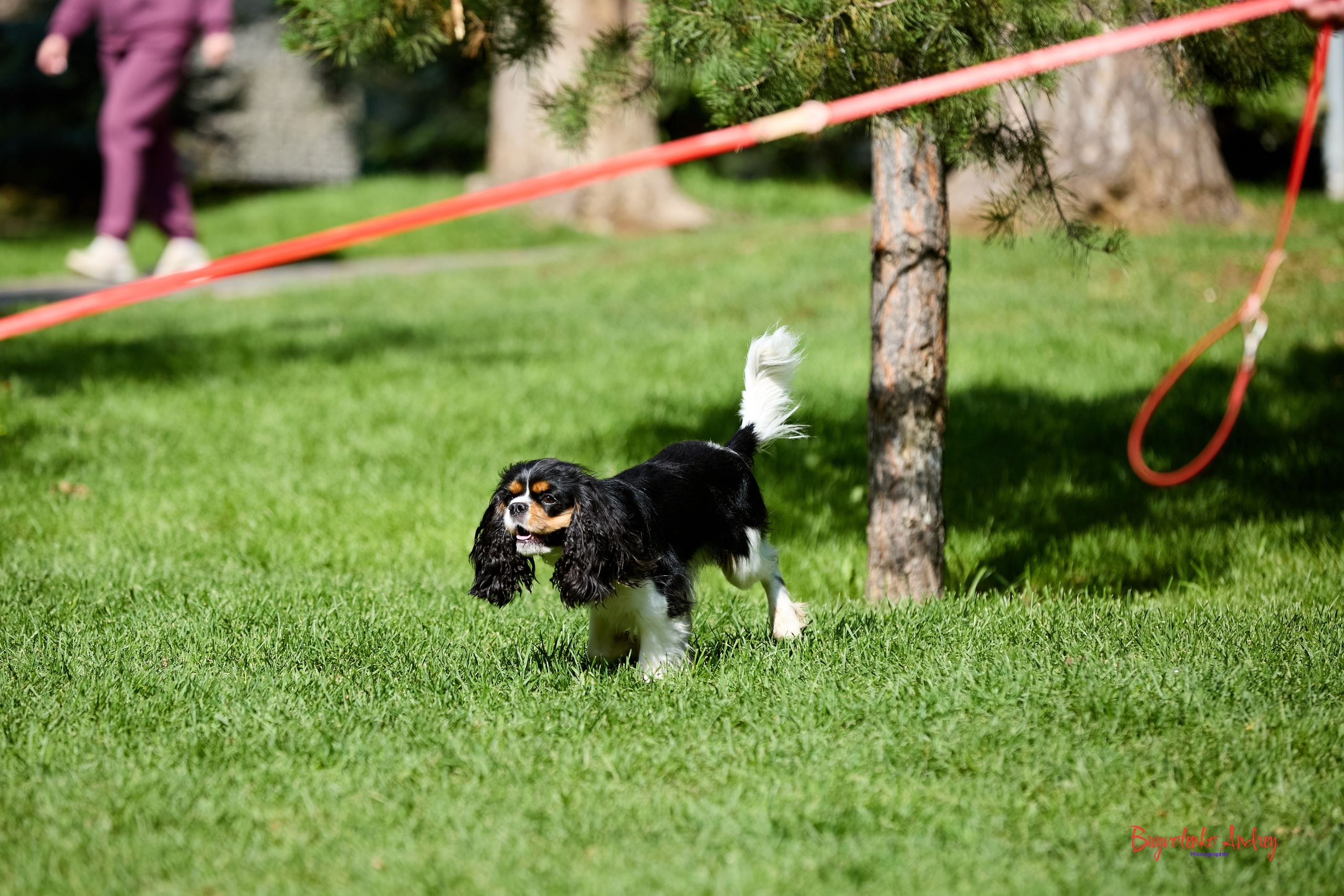 Фотопрогулка с кавалерами. Buyvolenko Andrey