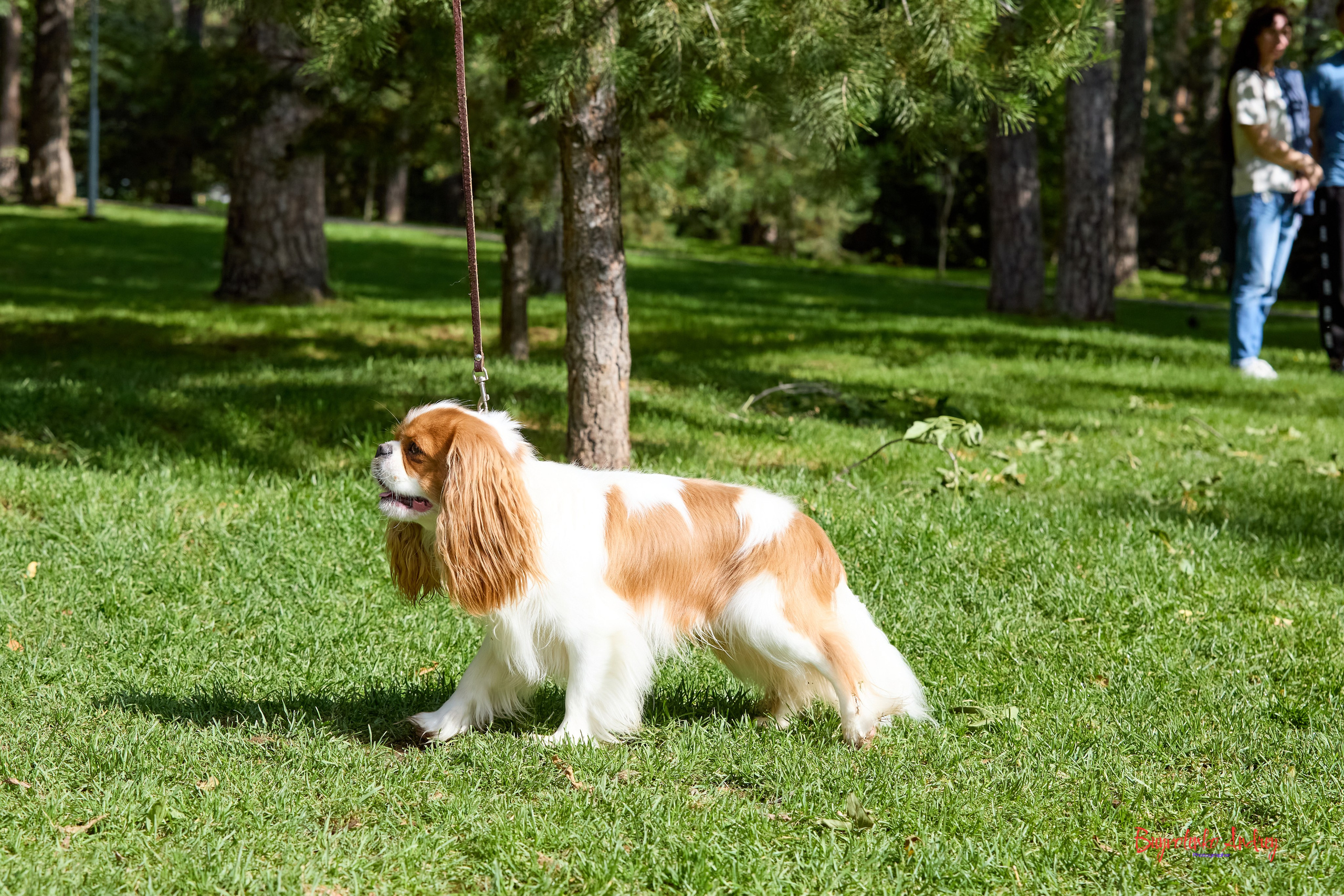 Фотопрогулка с кавалерами. Buyvolenko Andrey