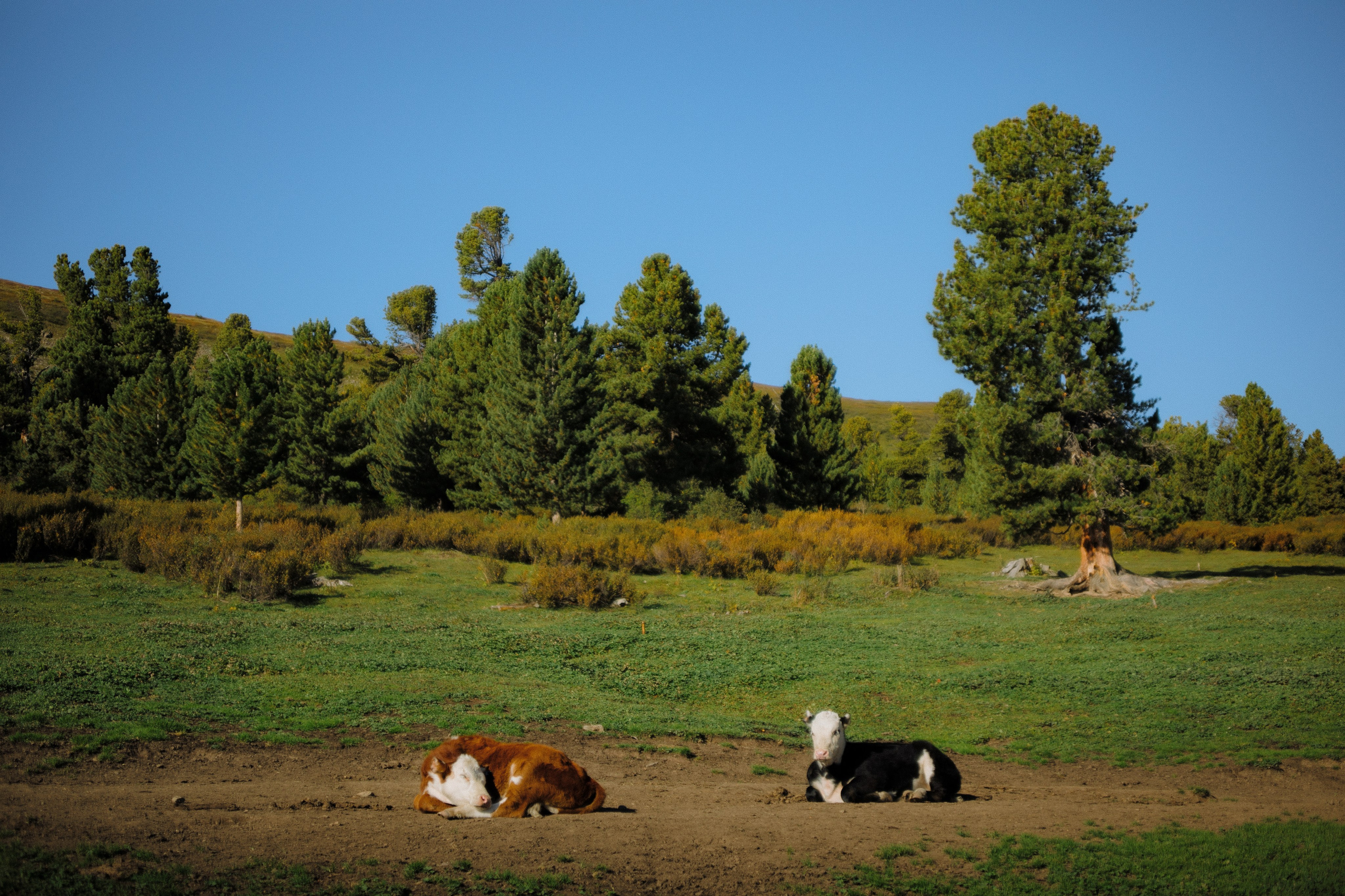 Шавлинские. Главная