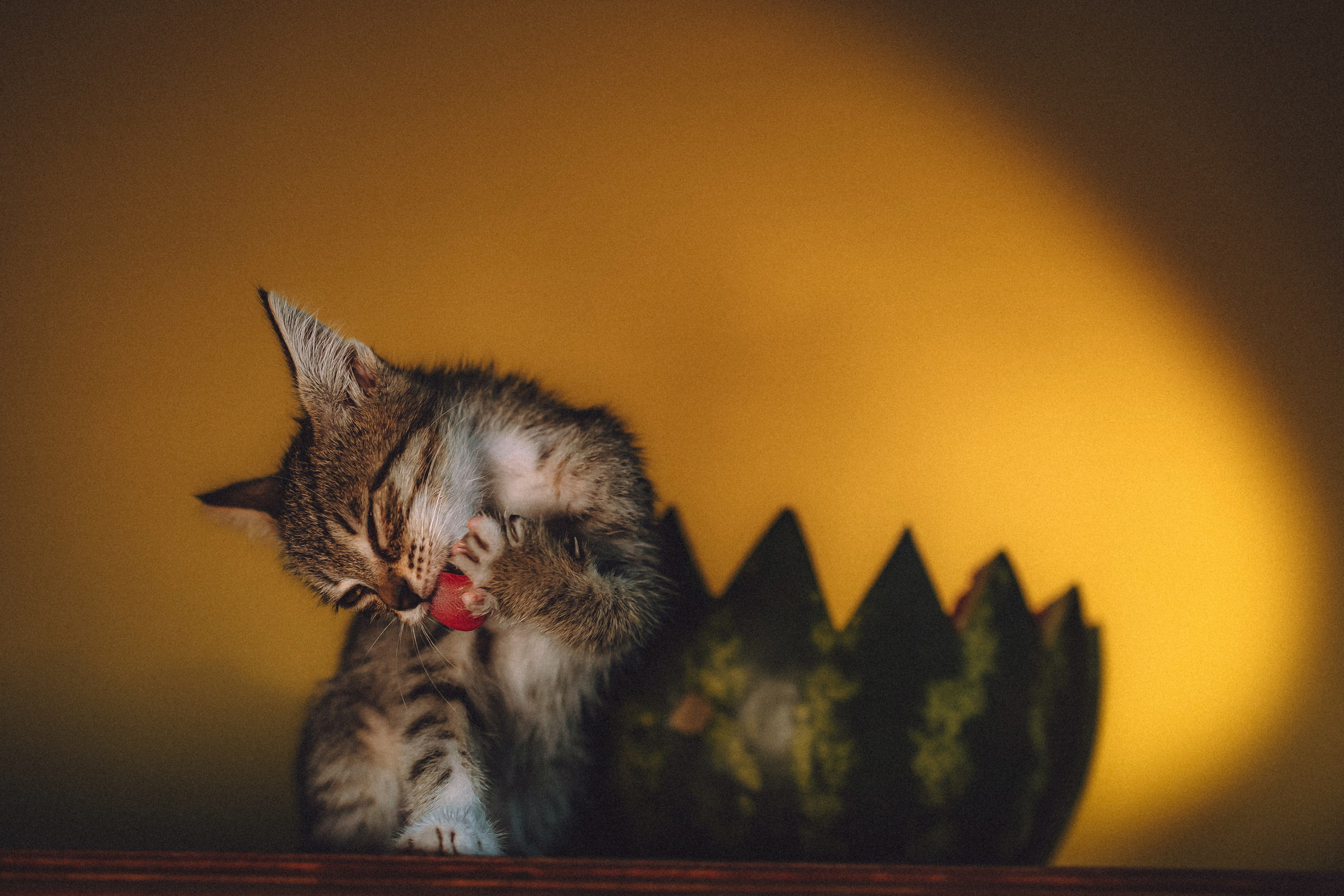 Сирена и арбуз