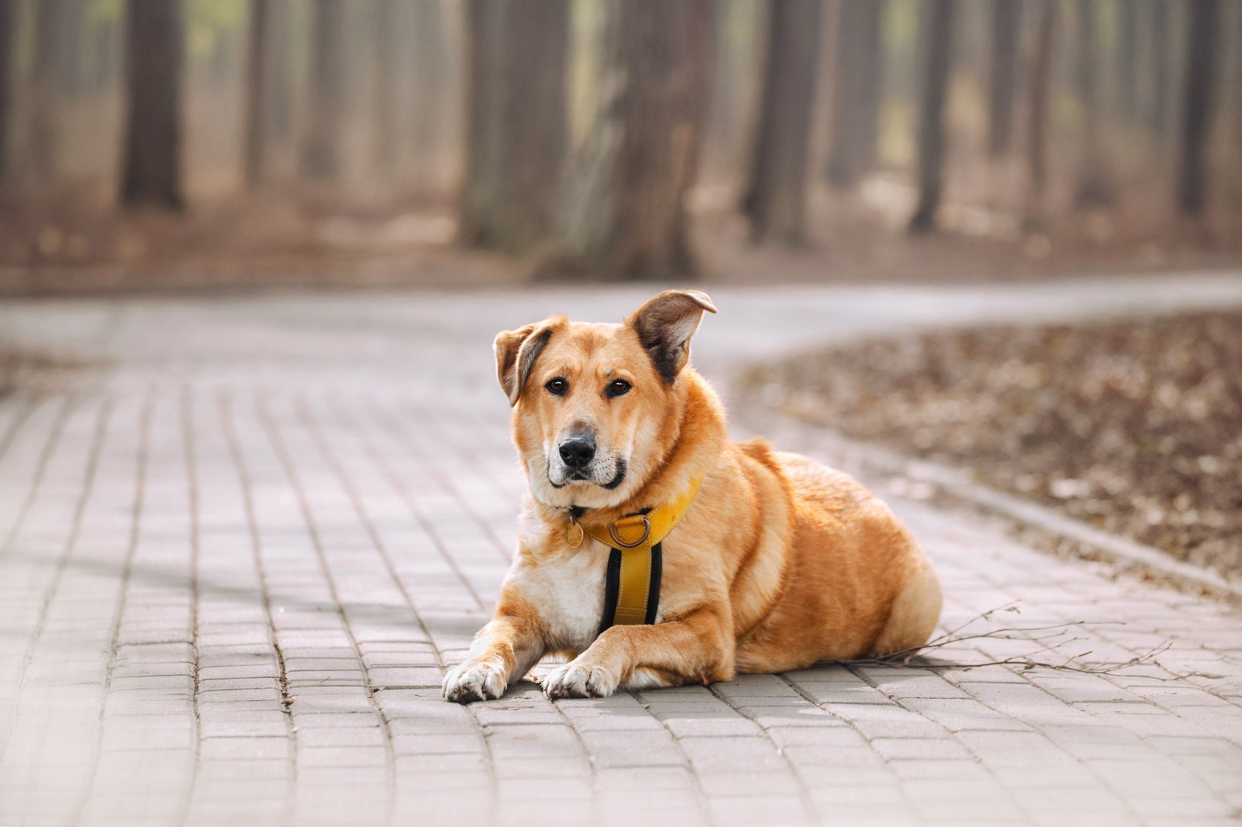 Собаки из приюта Дубовая роща весна 2025. Фотограф-анималист Татьяна Степанова