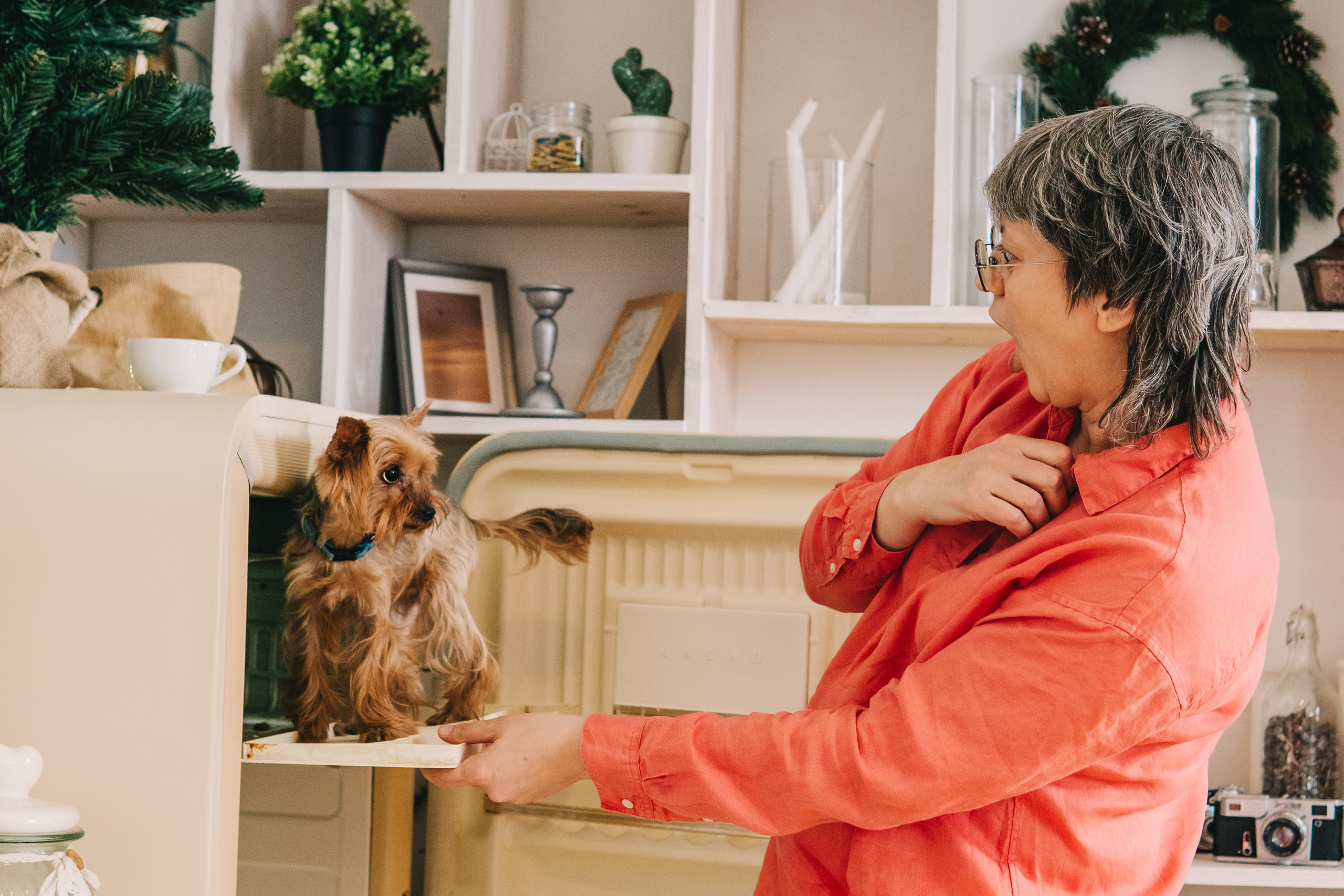 Life with dog. Saamill