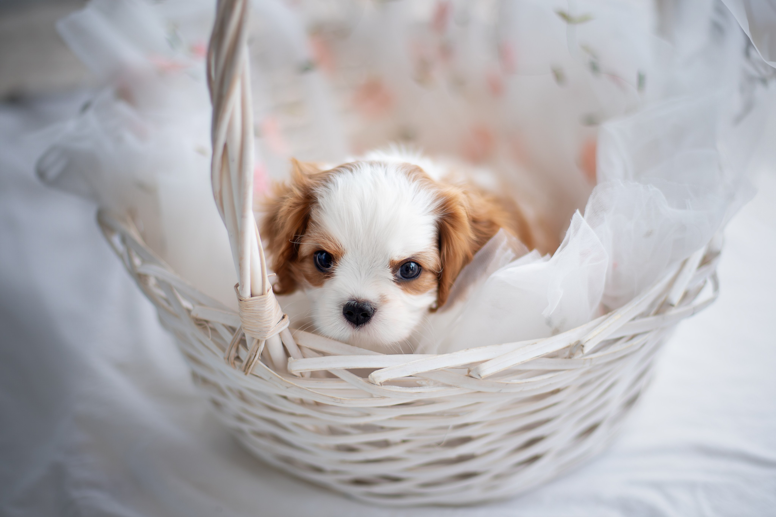 Малыши Кавалер Кинг Чарльз Спаниели. Ирина Голомб|Фотограф-анималист в  Сочи и Калининграде