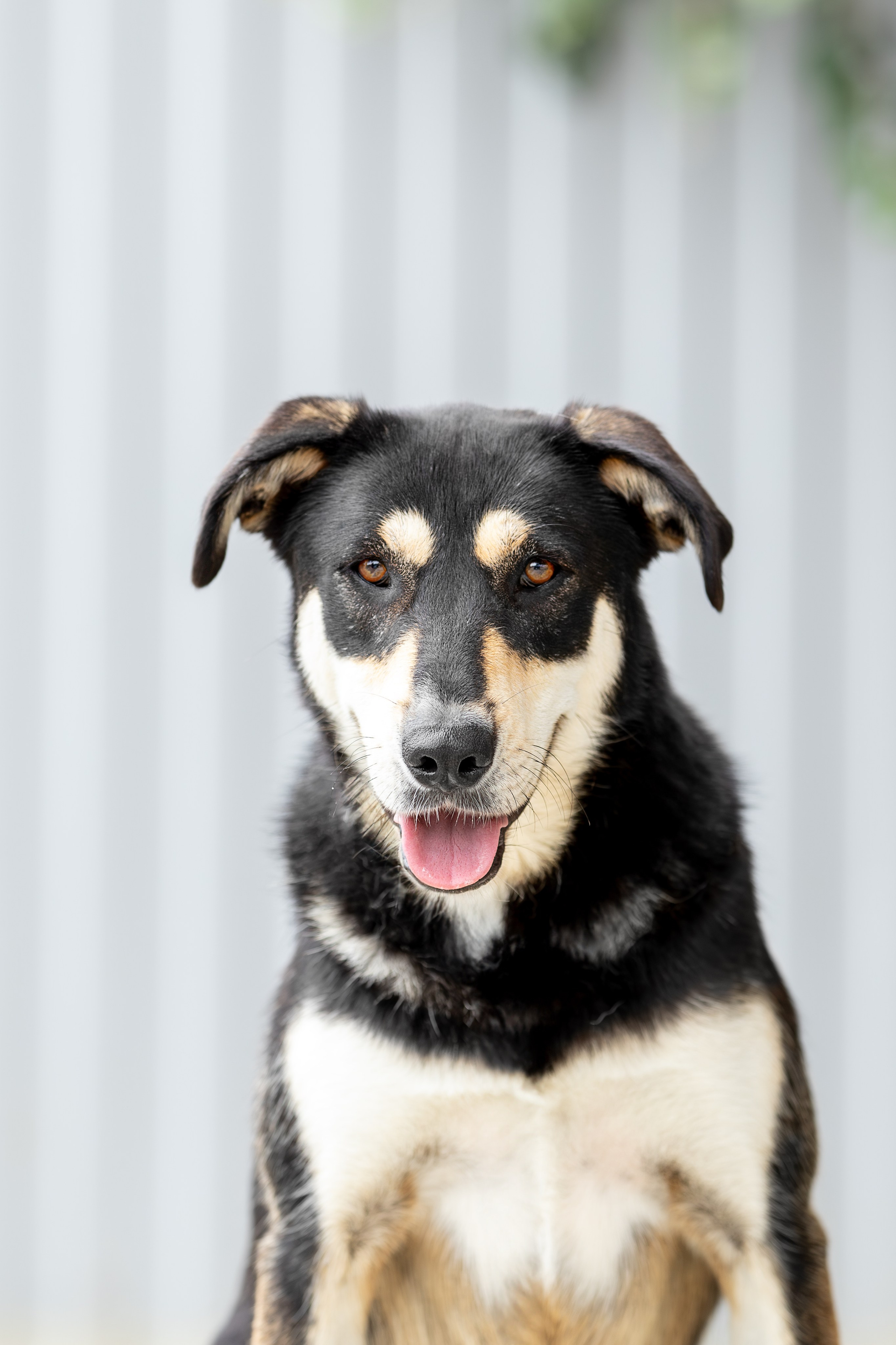 Мини-приют «Возрождение». Ирина Голомб|Фотограф-анималист в  Сочи и Калининграде