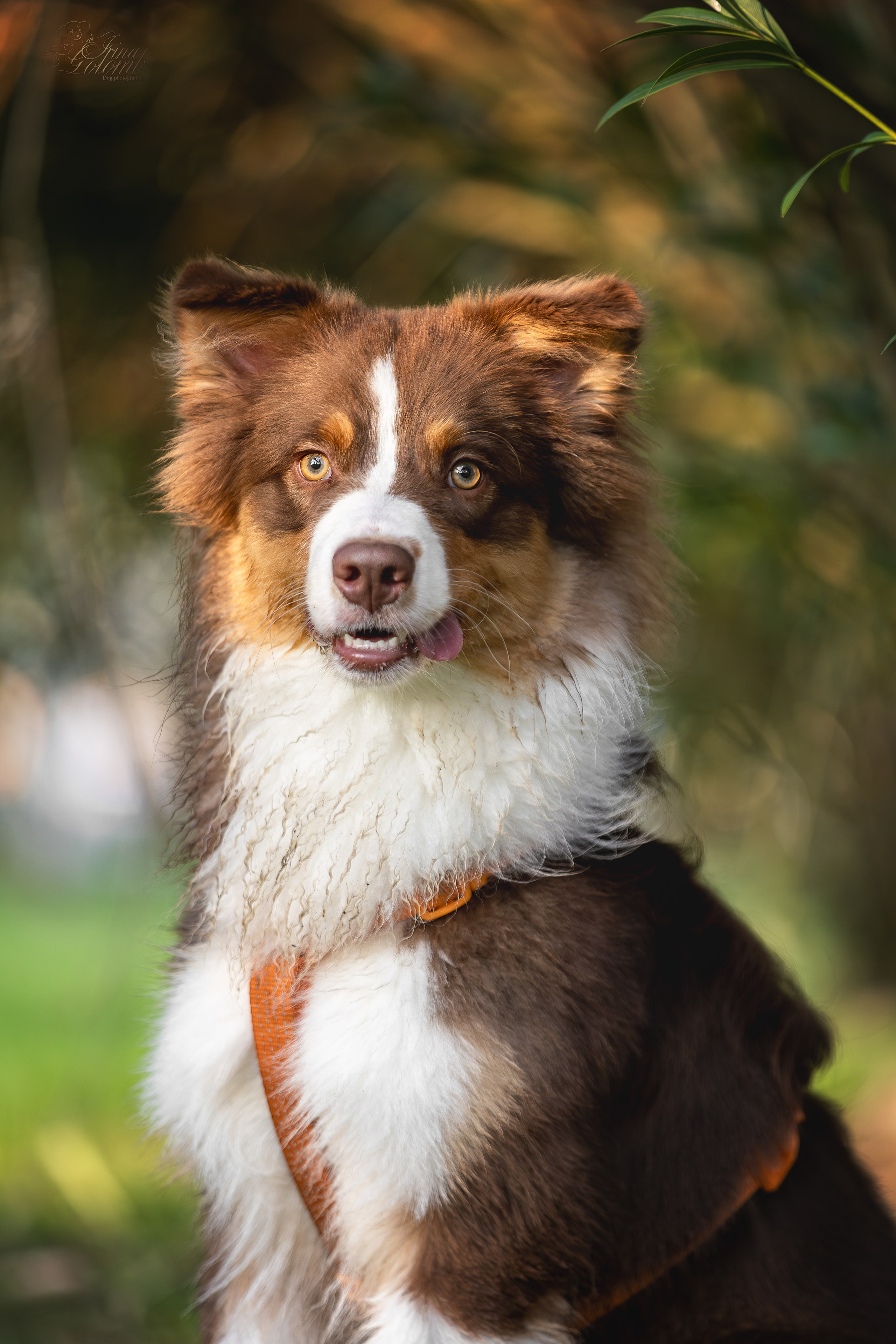 Бадди, Австралийская Овчарка. Ирина Голомб|Фотограф-анималист в  Сочи и Калининграде