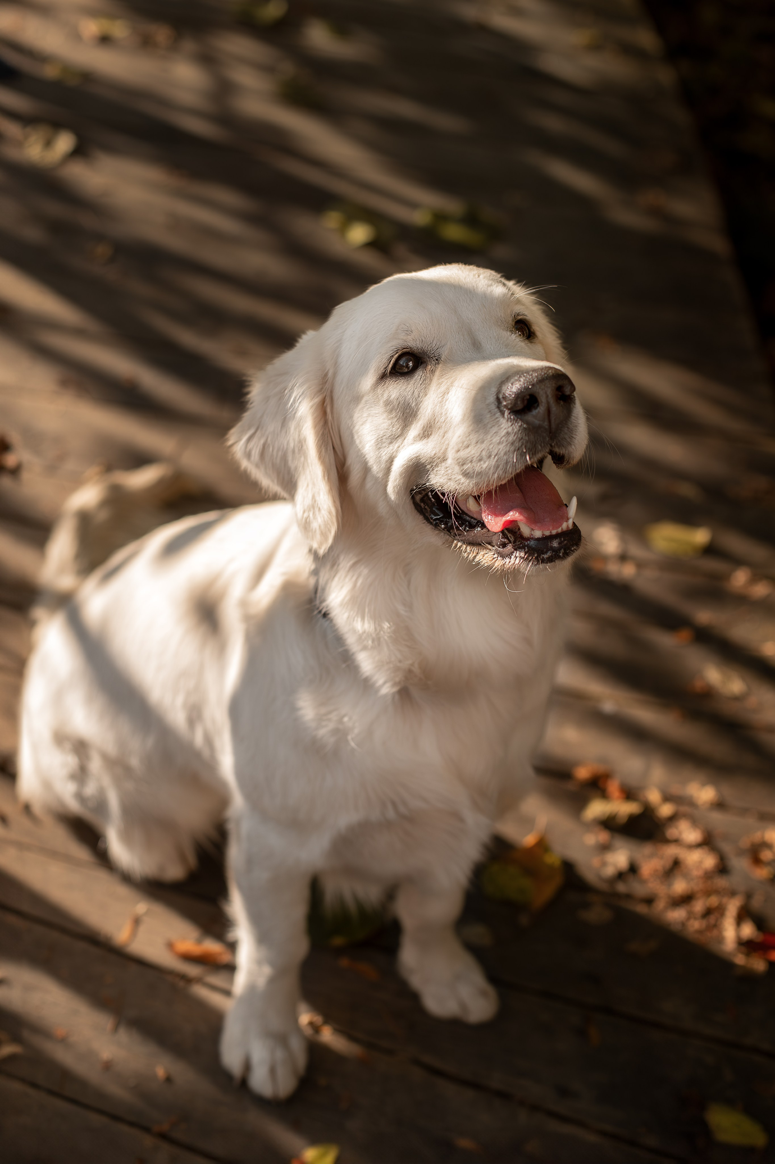 Асти, Делфи и Фреска, Голден Ретриверы. Ирина Голомб|Фотограф-анималист в  Сочи и Калининграде