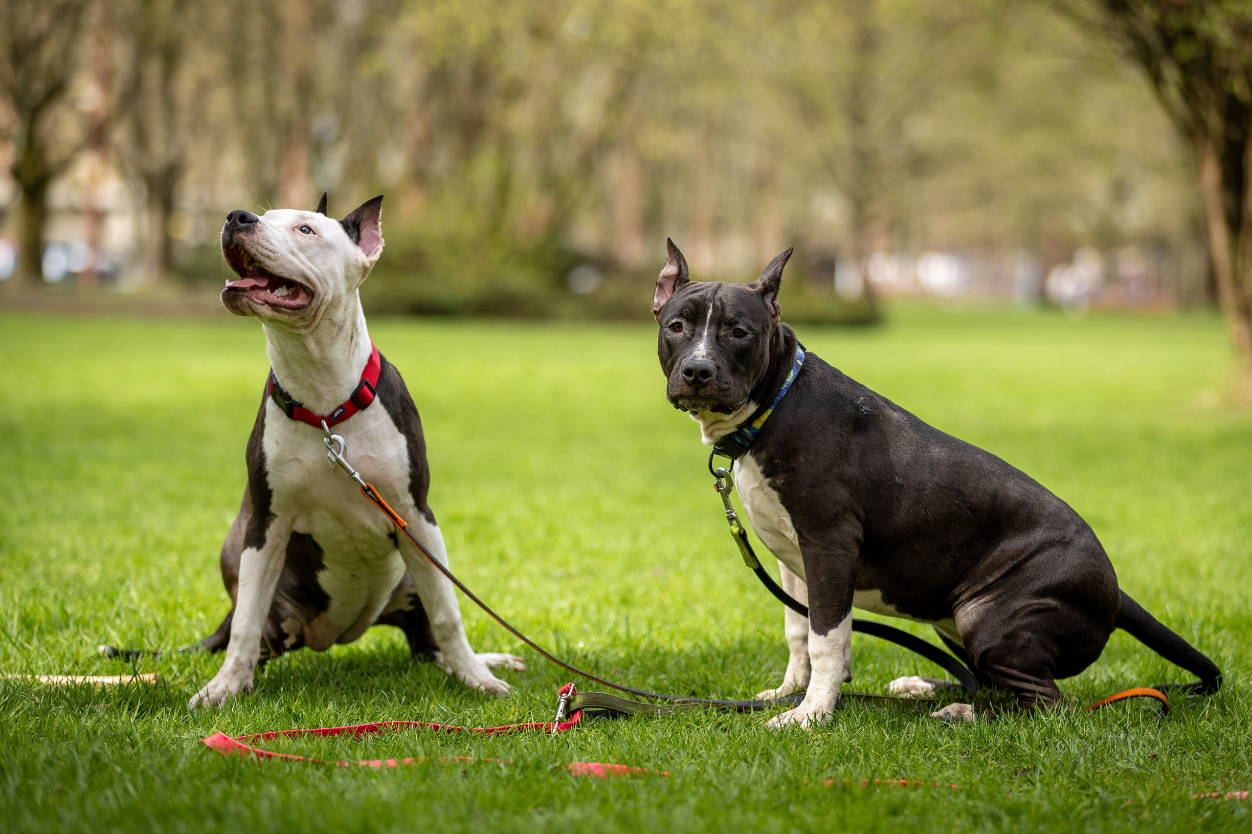 Афина и Мора, Стаффорды. Ирина Голомб|Фотограф-анималист в  Сочи и Калининграде
