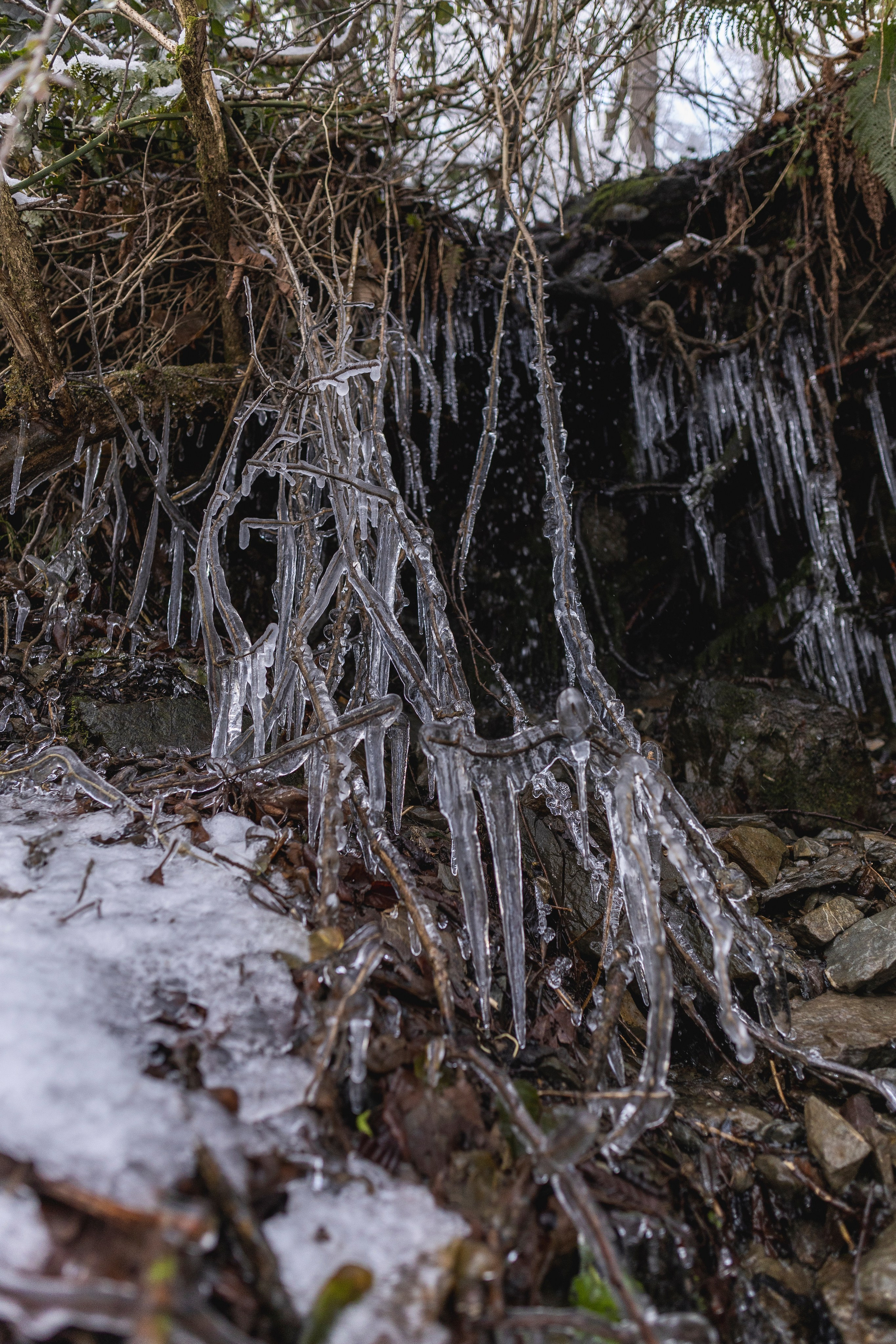 Догтуса Тропа Ефремова. Ирина Голомб|Фотограф-анималист в  Сочи и Калининграде