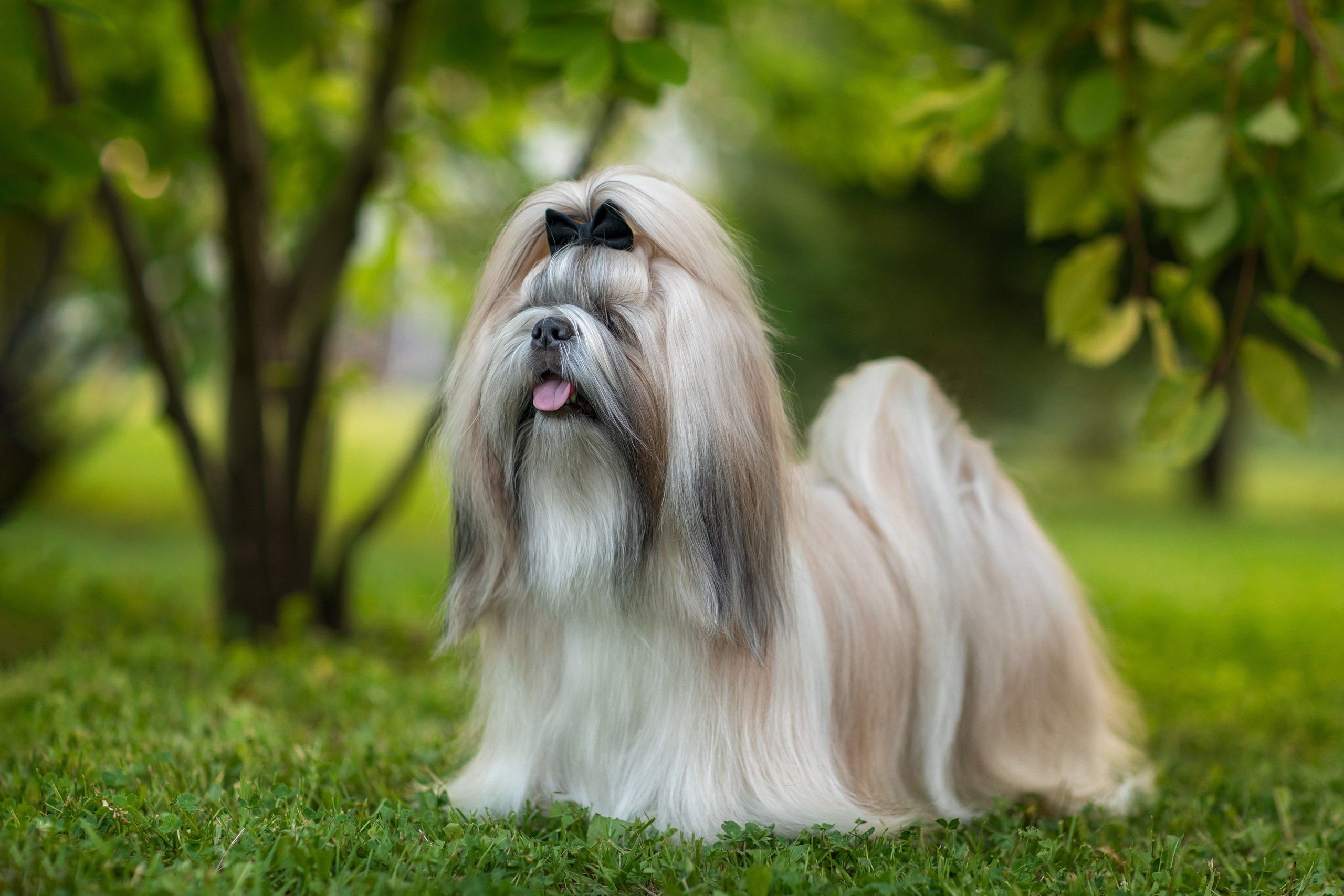 Фотограф для Вашей собаки