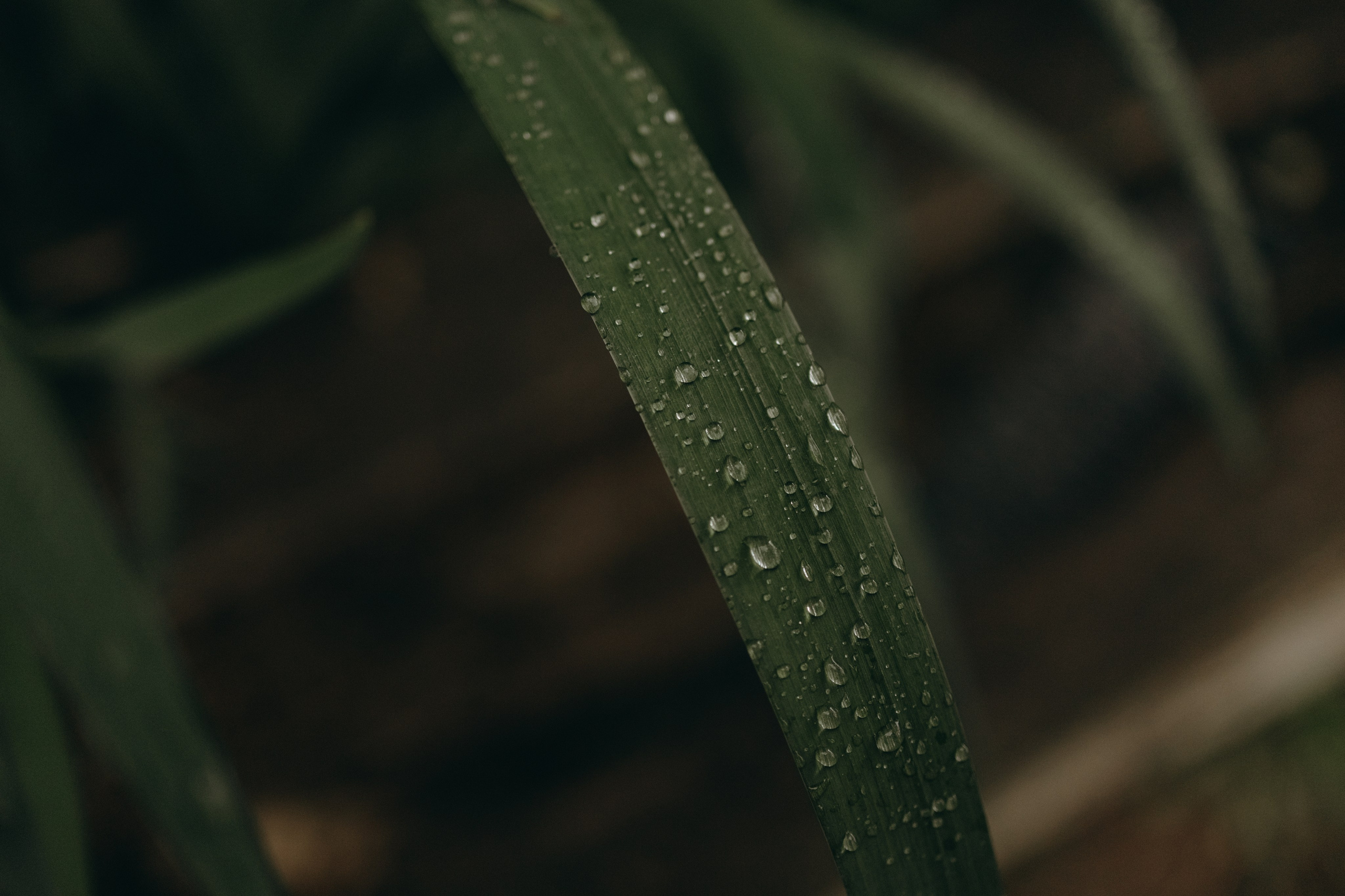 Софа и ее хвостики. Фотограф — Анималист | Санкт-Петербург