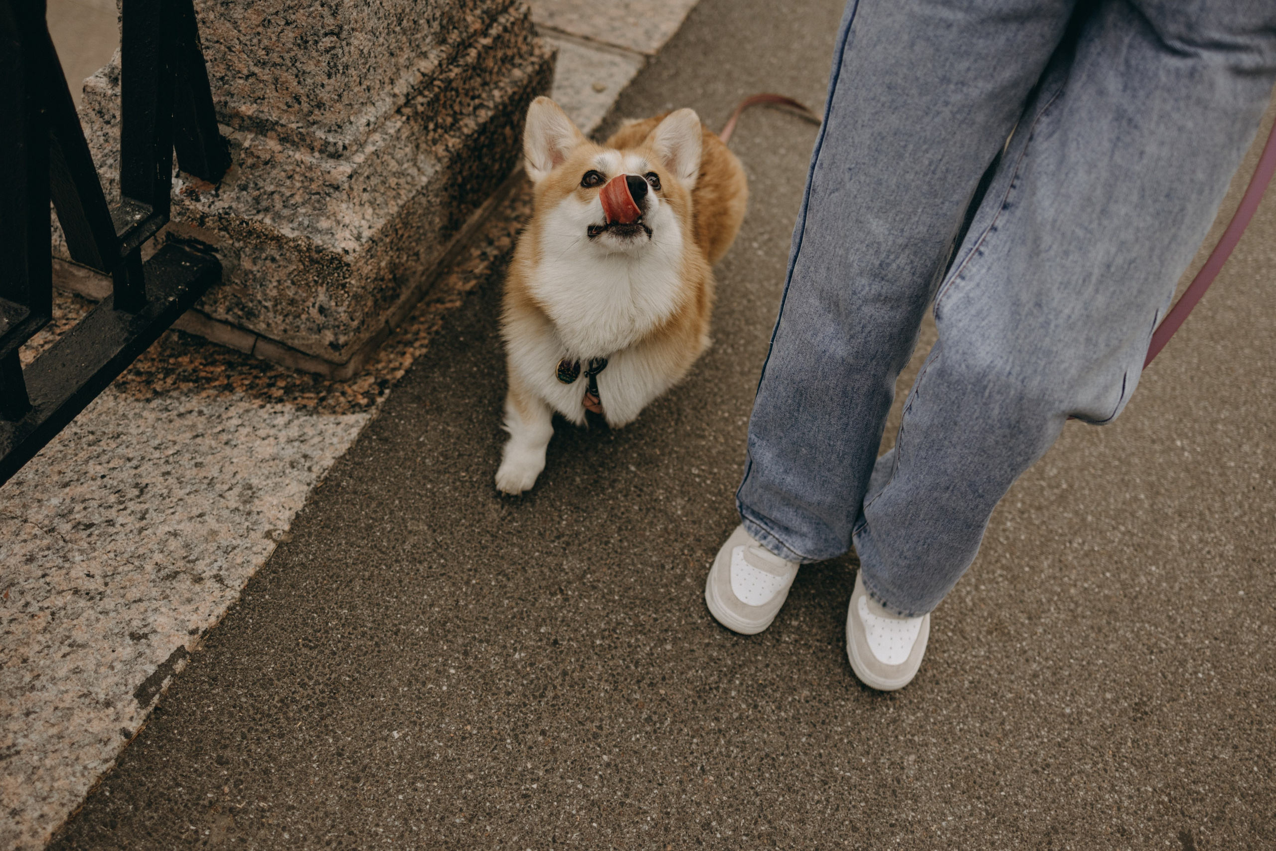 Лиза и Бакс. Фотограф — Анималист | Санкт-Петербург