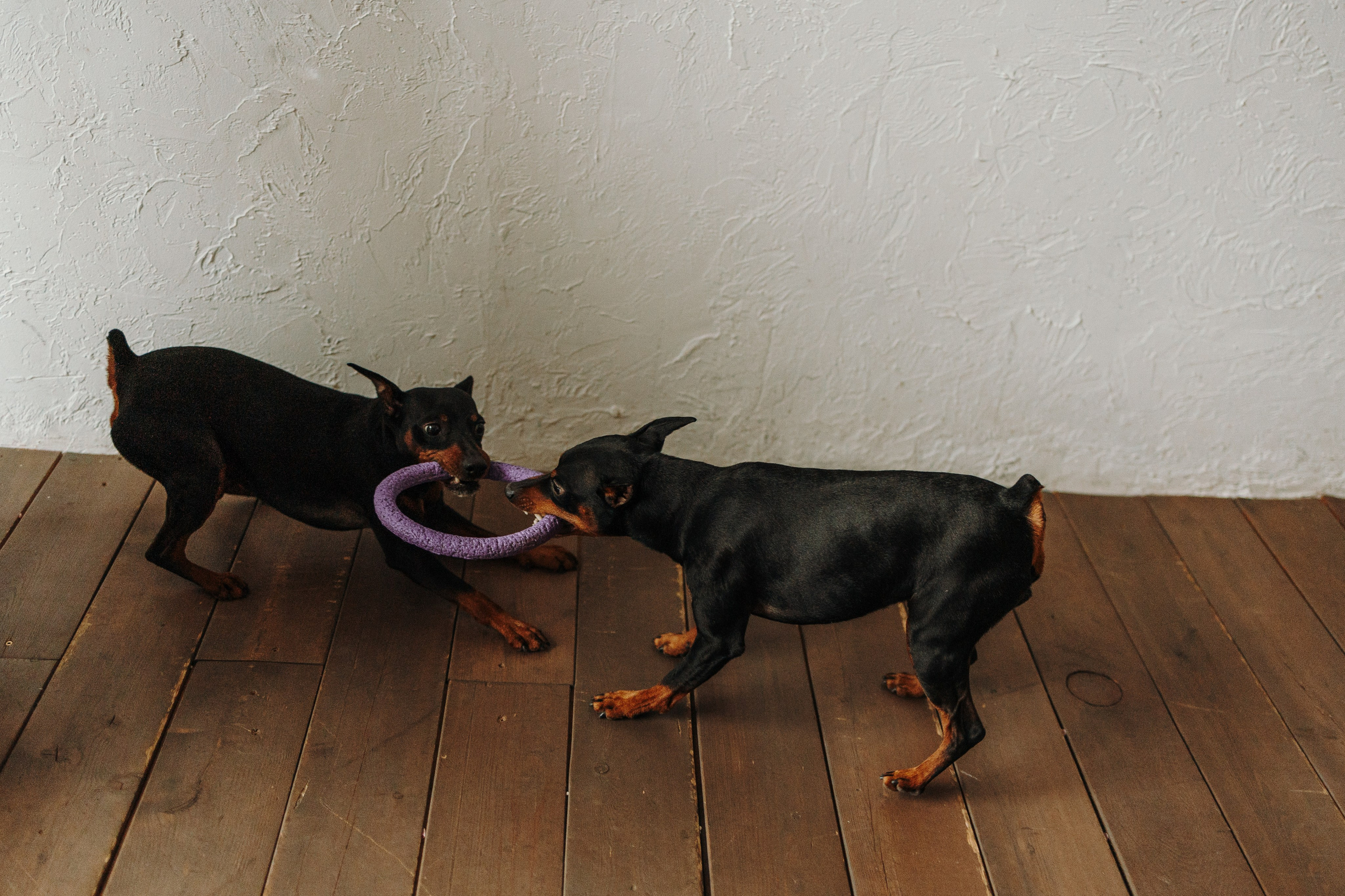 Катя и ее мальчики. Фотограф — Анималист | Санкт-Петербург