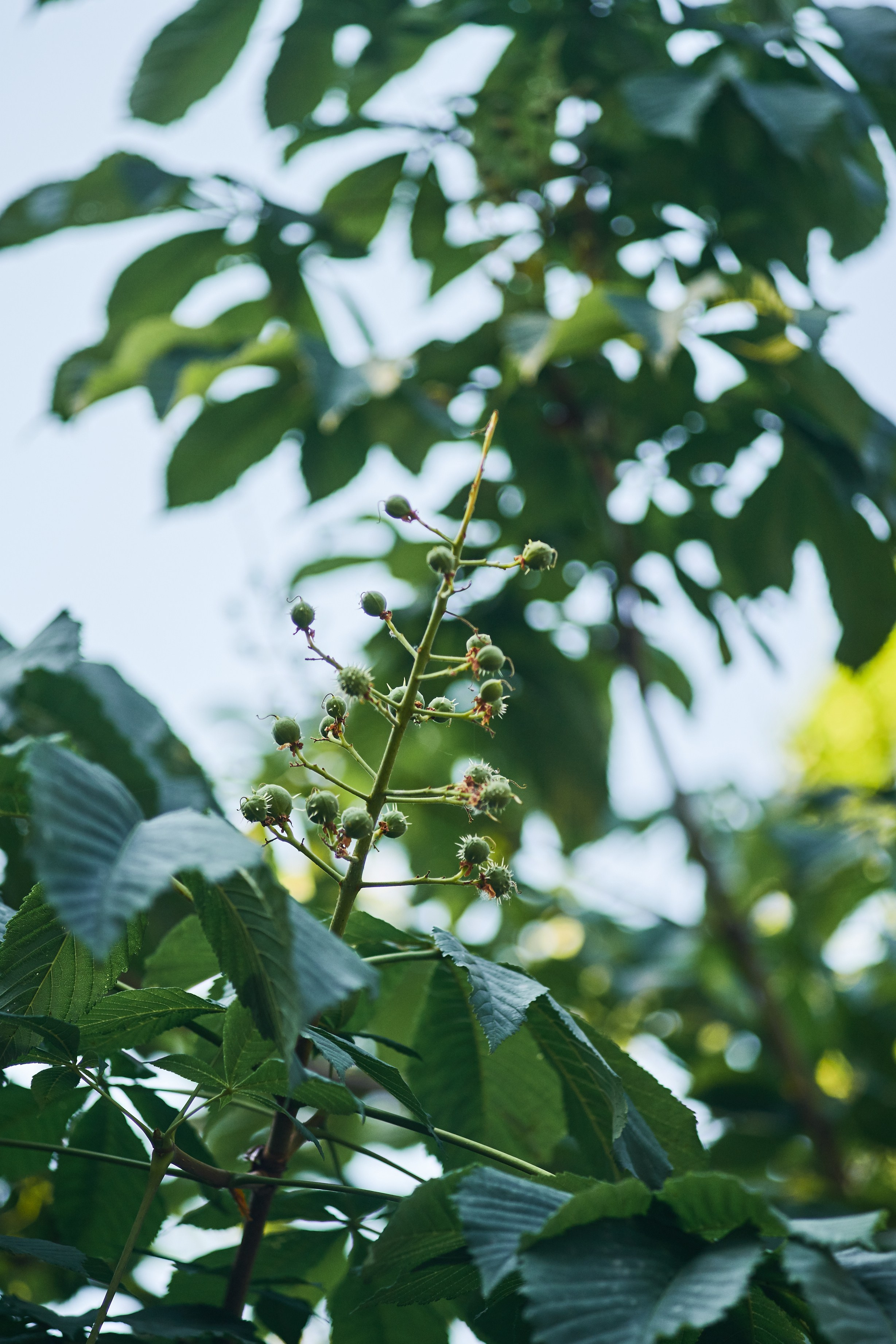 Alex & Darya. Vutitsa