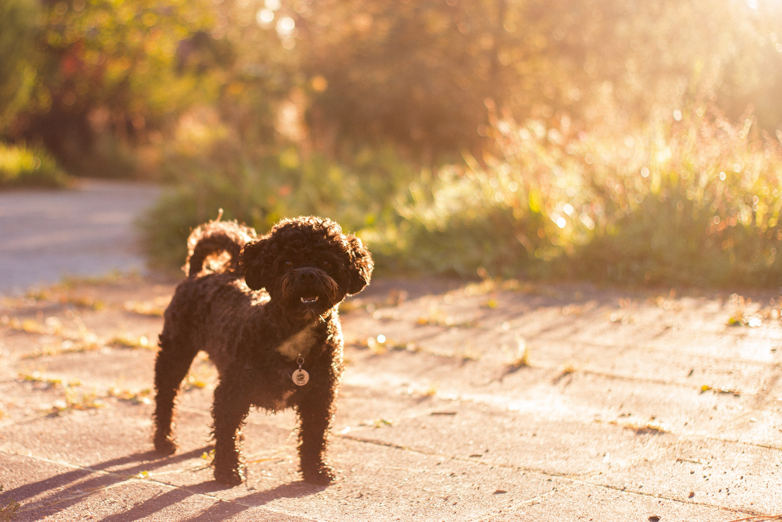 Анна и Бруно. Фотограф-анималист Мария Баркевич | Москва