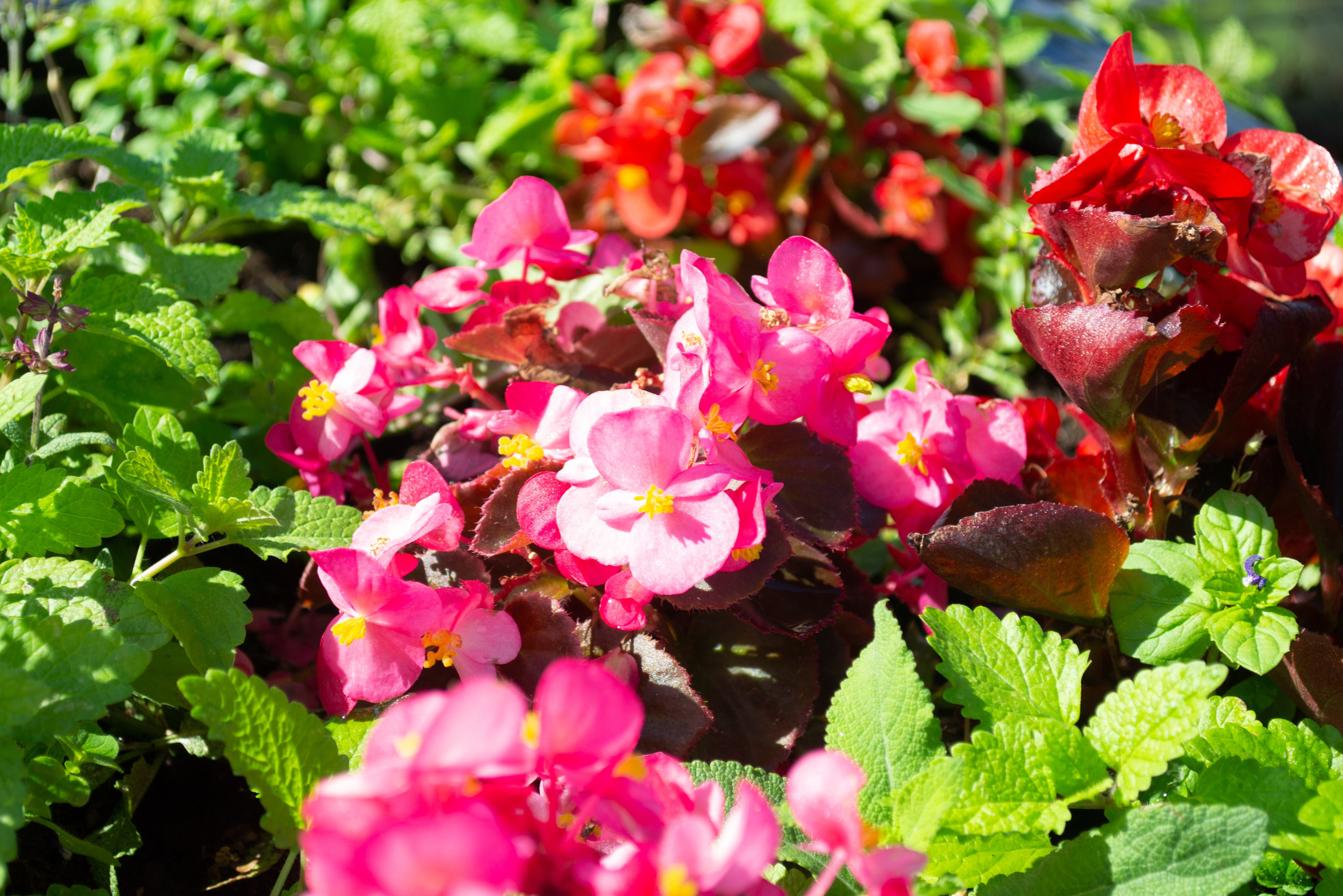 Тульская областная онкологическая больница (лето-цветы, NIKON D3100 35 мм F1,8)). Фотограф в Туле Крупский АнДРей. Фотостудия «КАДР71» в Туле