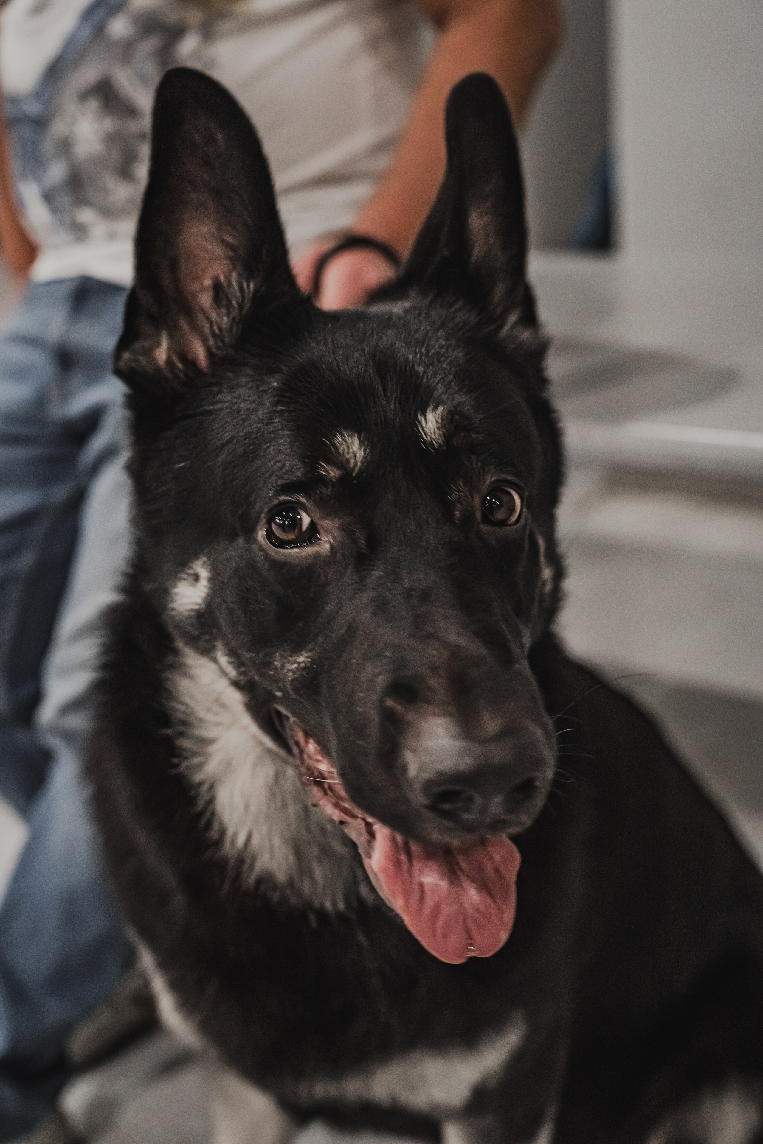 Международная выставка собак всех пород. Репортажный фотограф Анастасия Рубцова