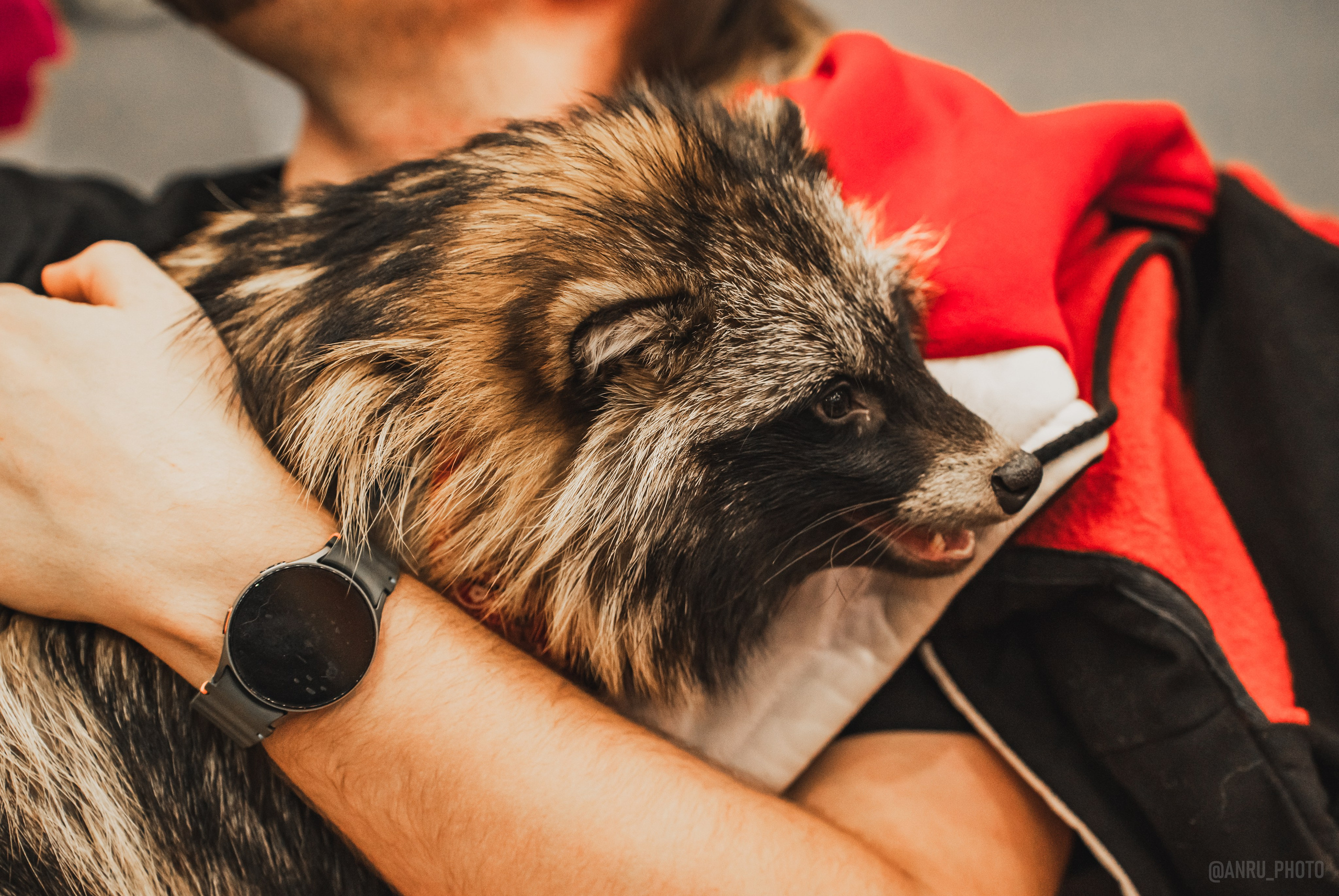 Fox Family fest. Репортажный фотограф Анастасия Рубцова