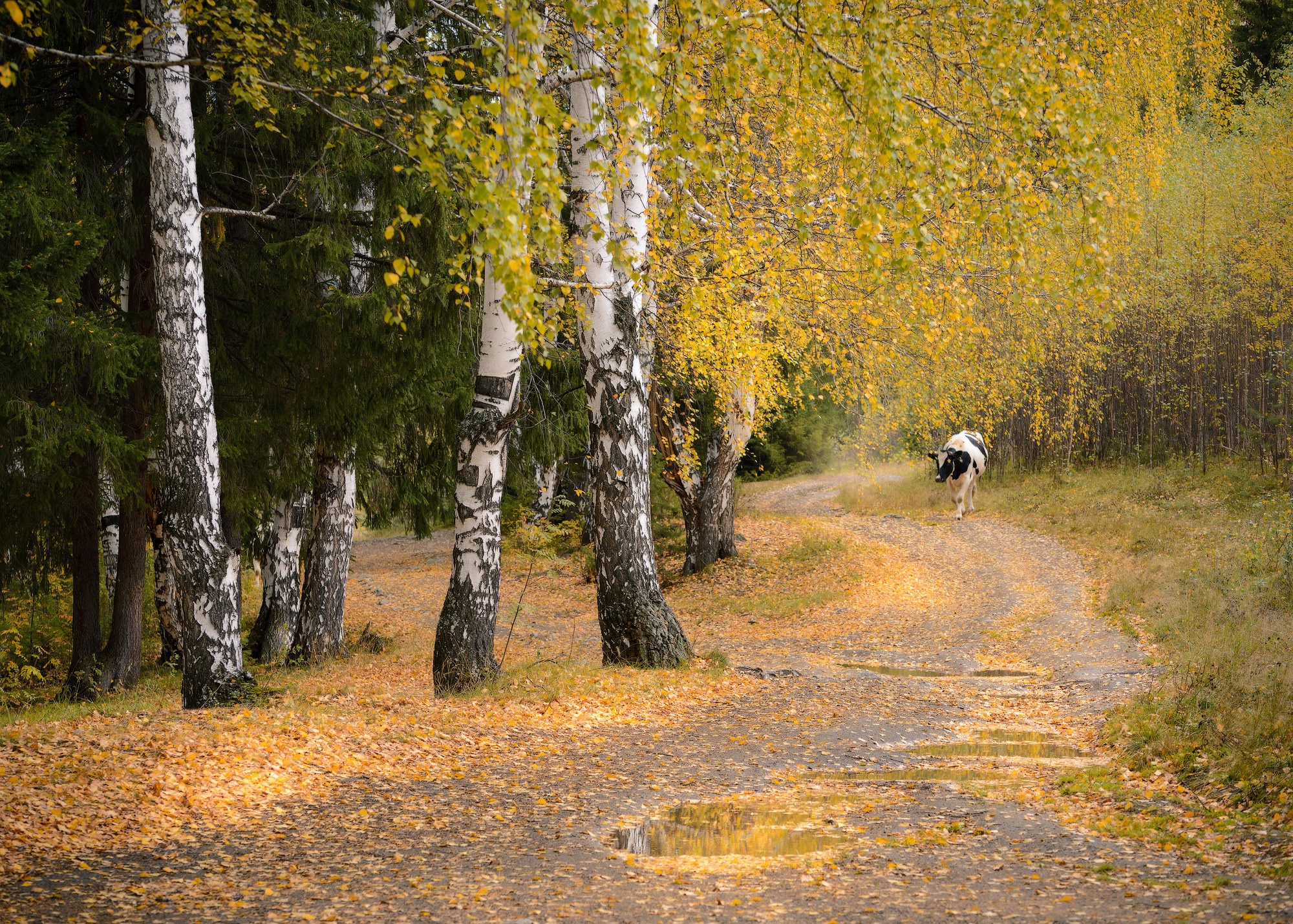 Осенние пейзажи Черноисточинска | Фотограф Николай Обухов