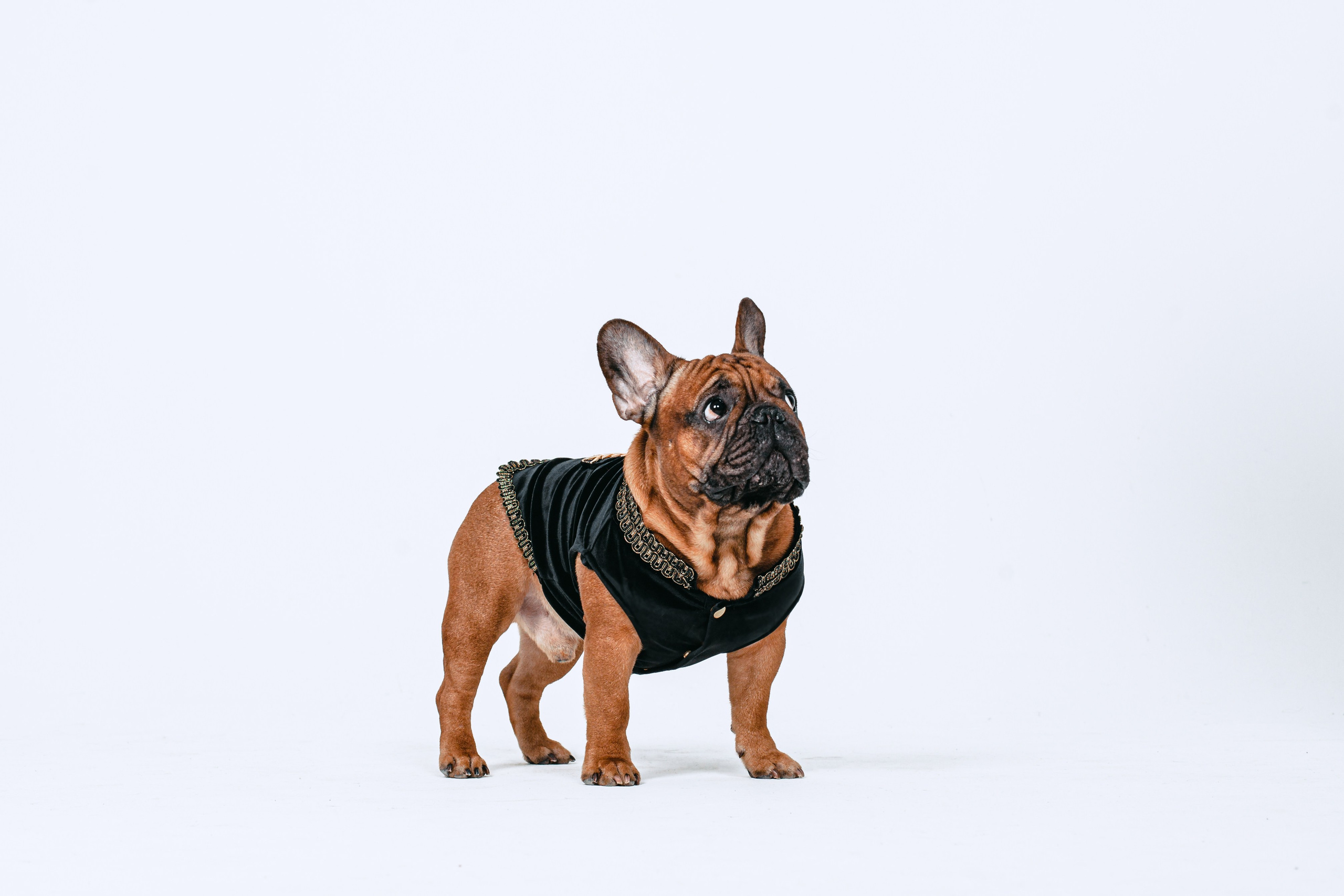 Пижамная вечеринка французских бульдогов и их хозяев. Фотограф-анималист Татьяна Степанова