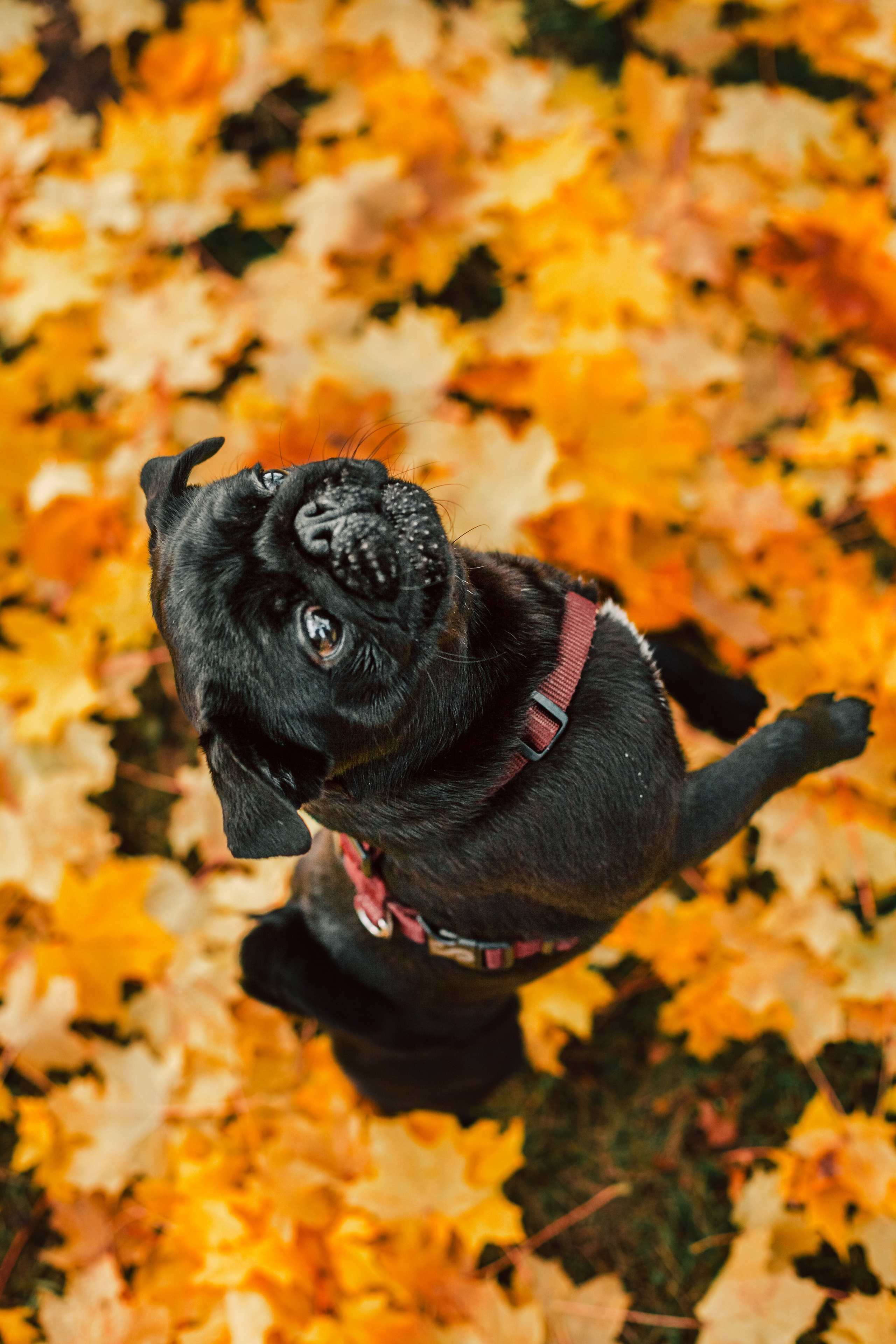 Оля, Харви, Луис. Фотограф-анималист Татьяна Степанова