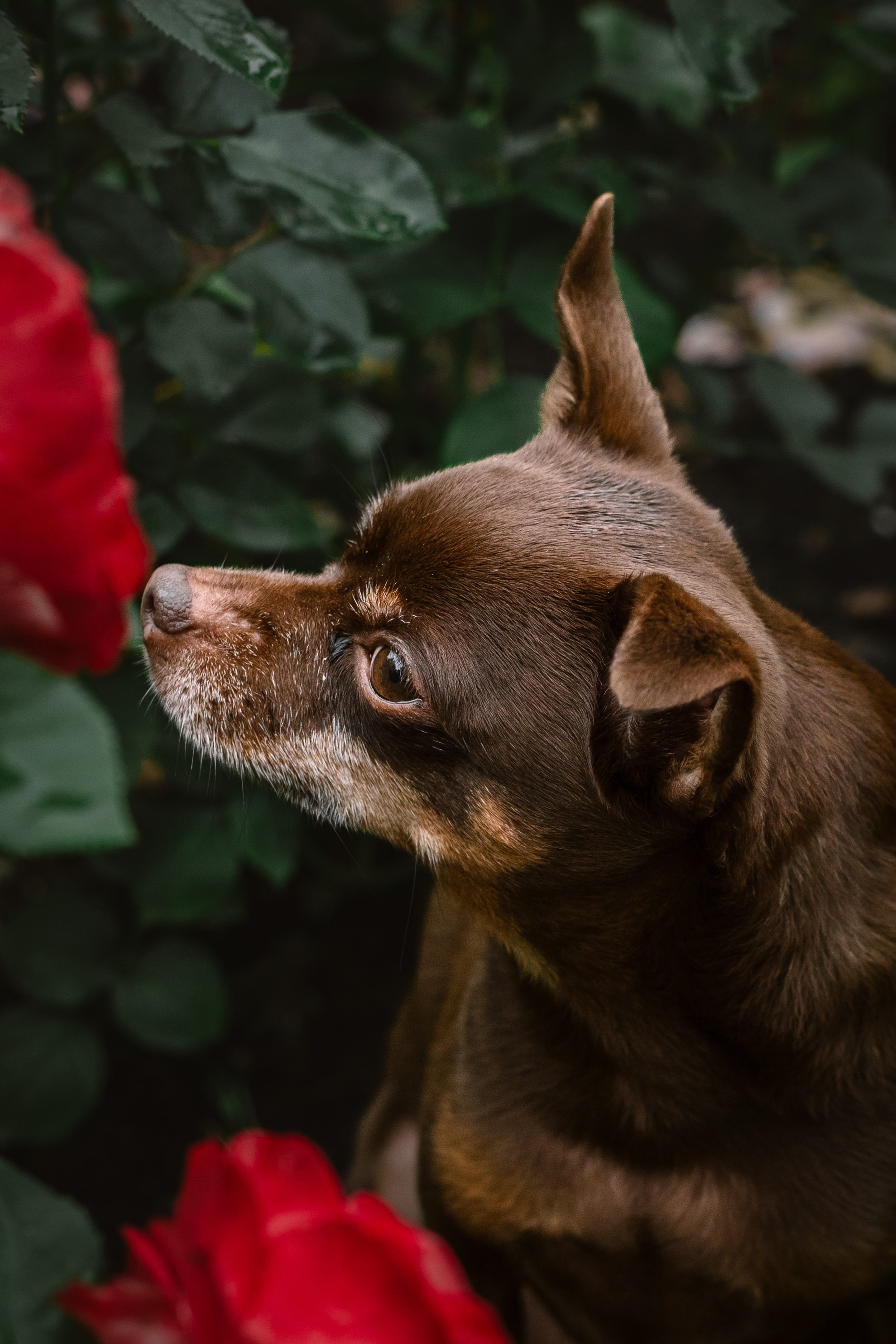 Юля и Леонид. Фотограф-анималист Татьяна Степанова