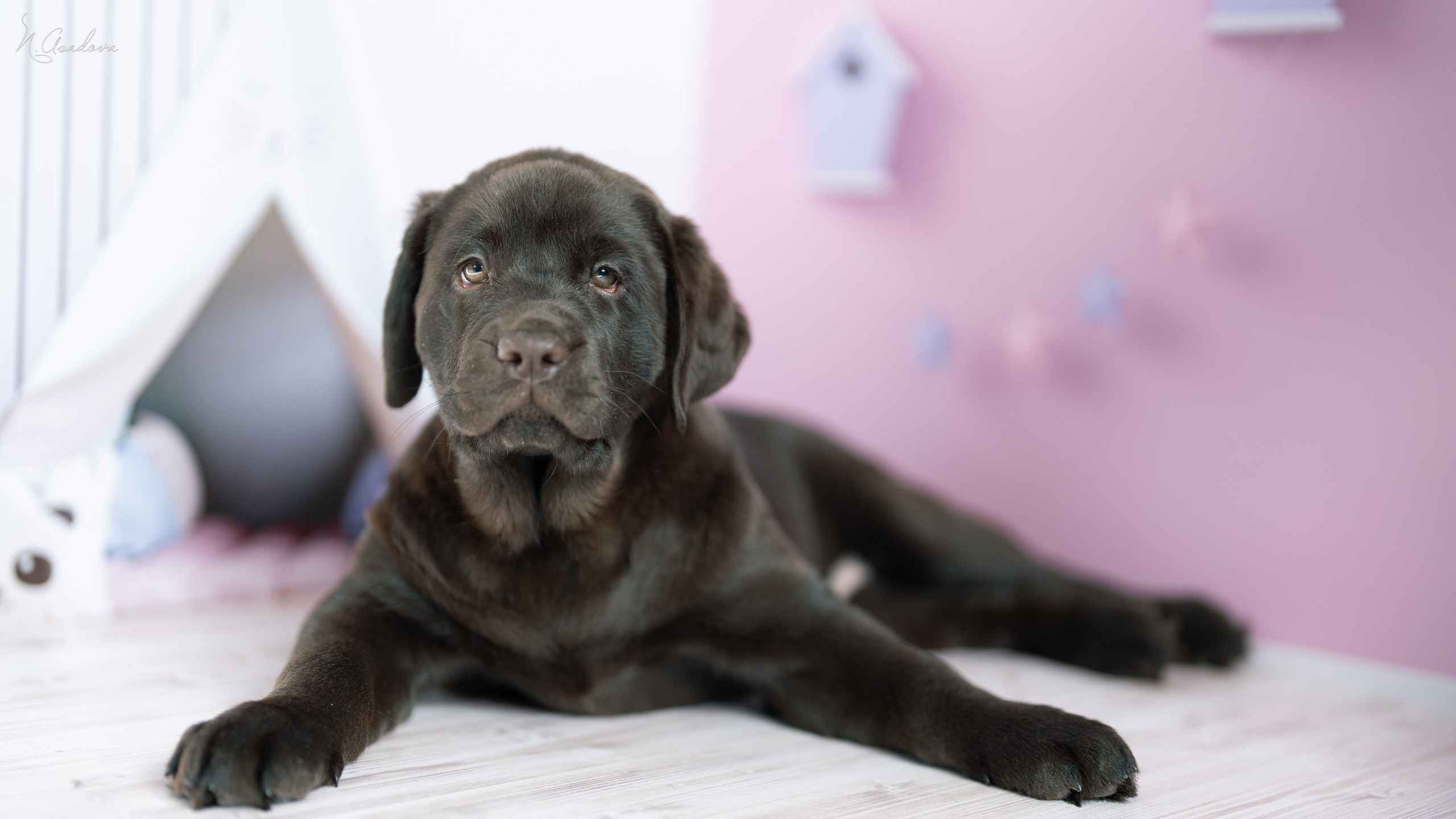 Лабрадор Тейла 2мес. Фотограф-анималист Асадова