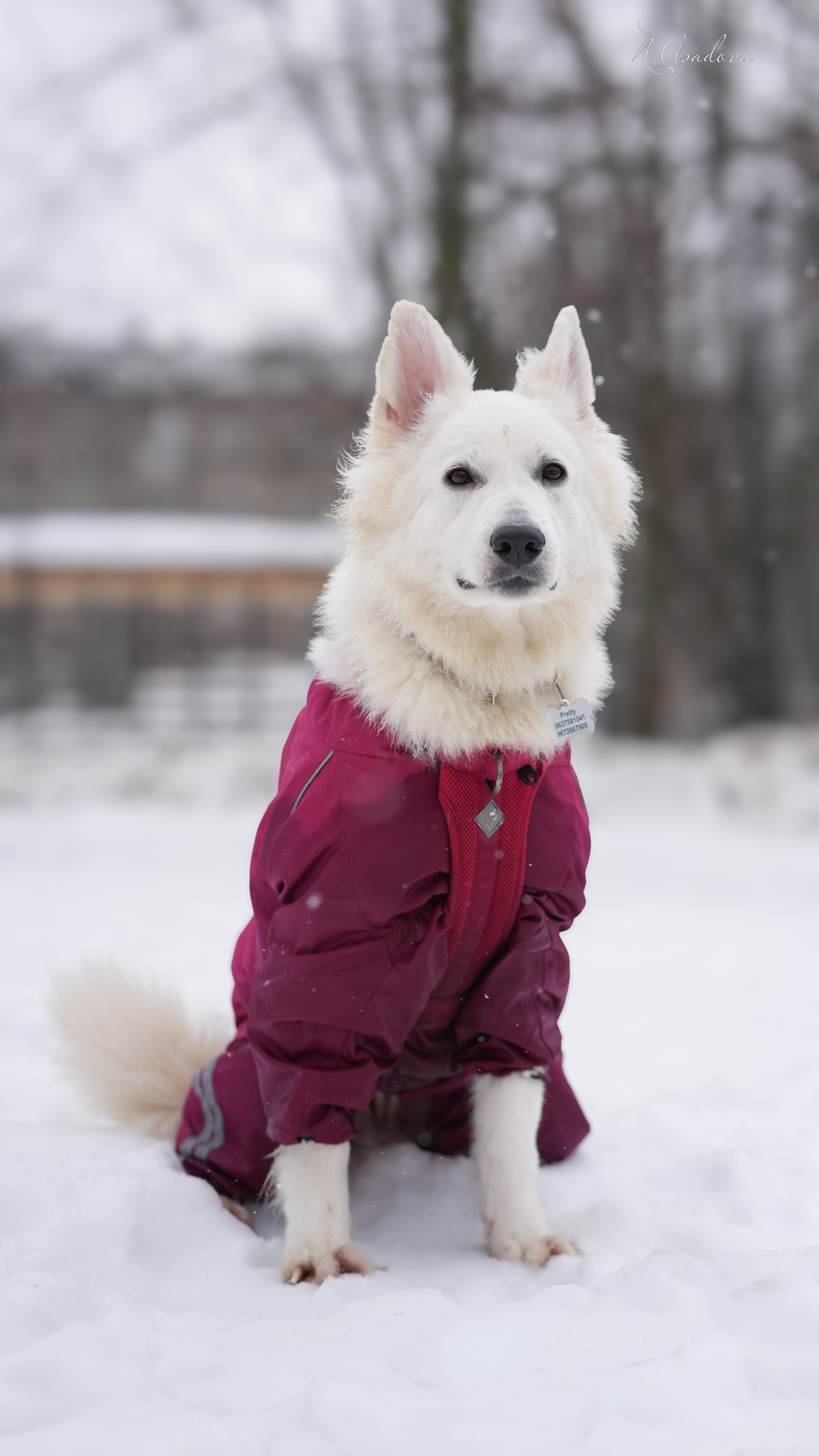 БШО Прити. Фотограф-анималист Асадова