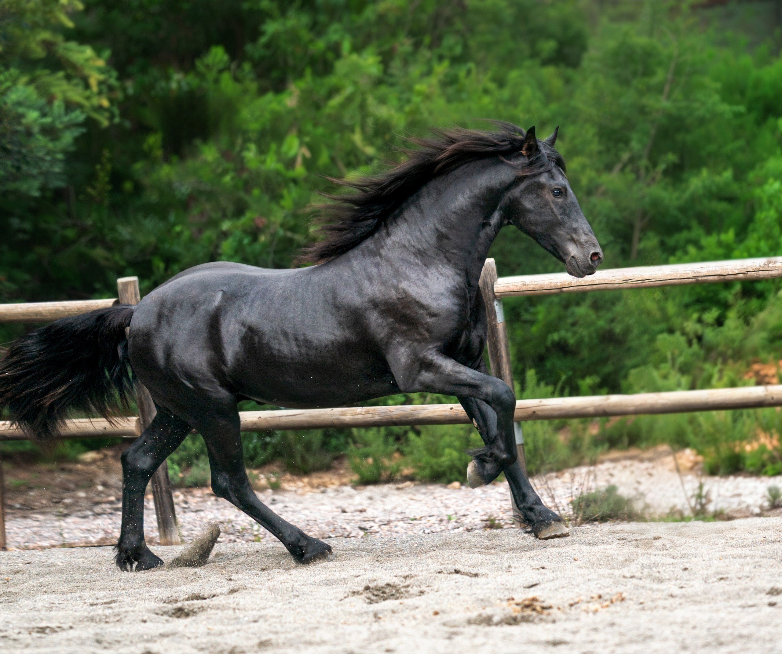 Фризский жеребец Rayven. 2 года. Продаётся. Friesian Alliance. Фризы Росиии